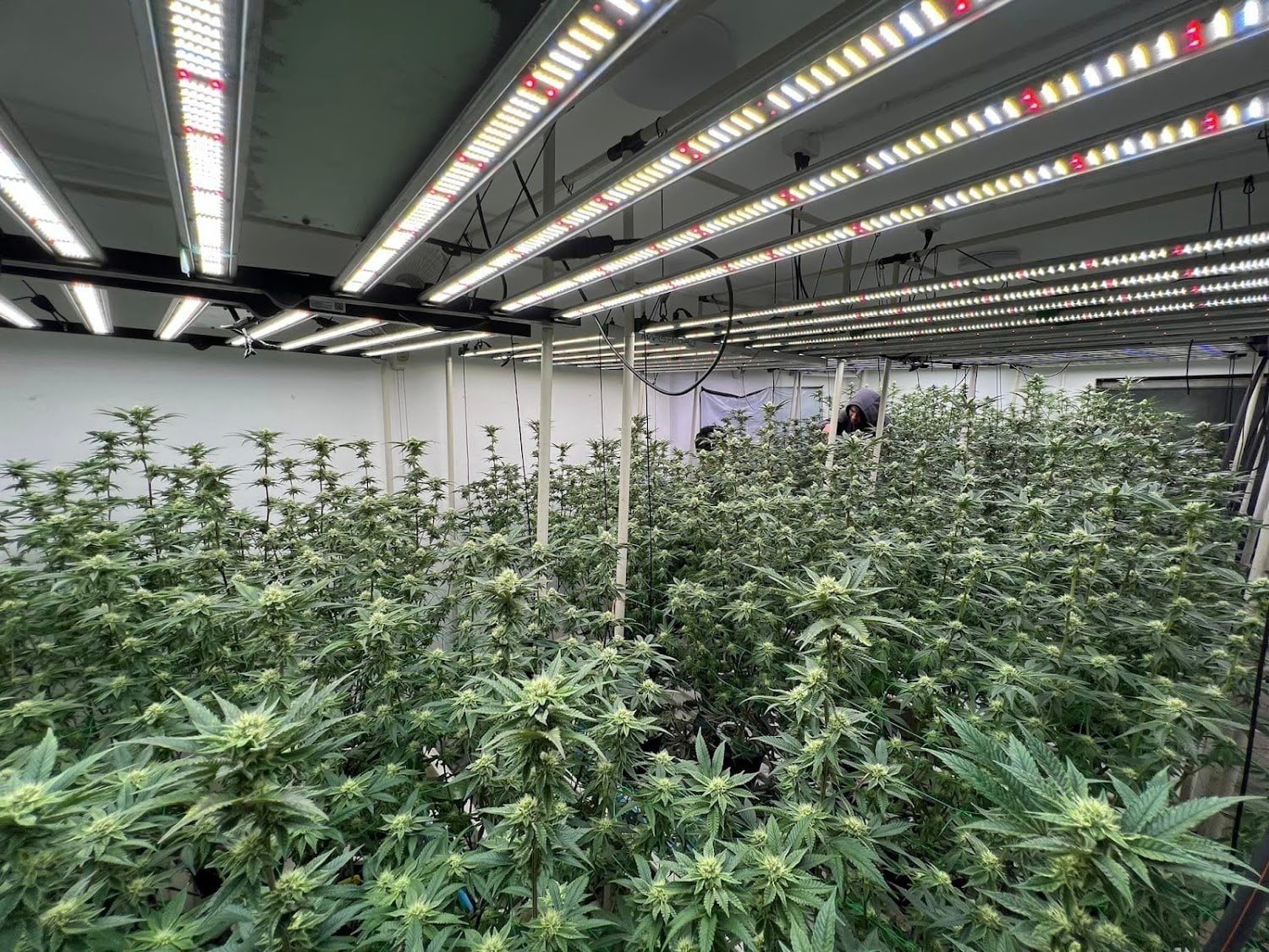 Weed Station