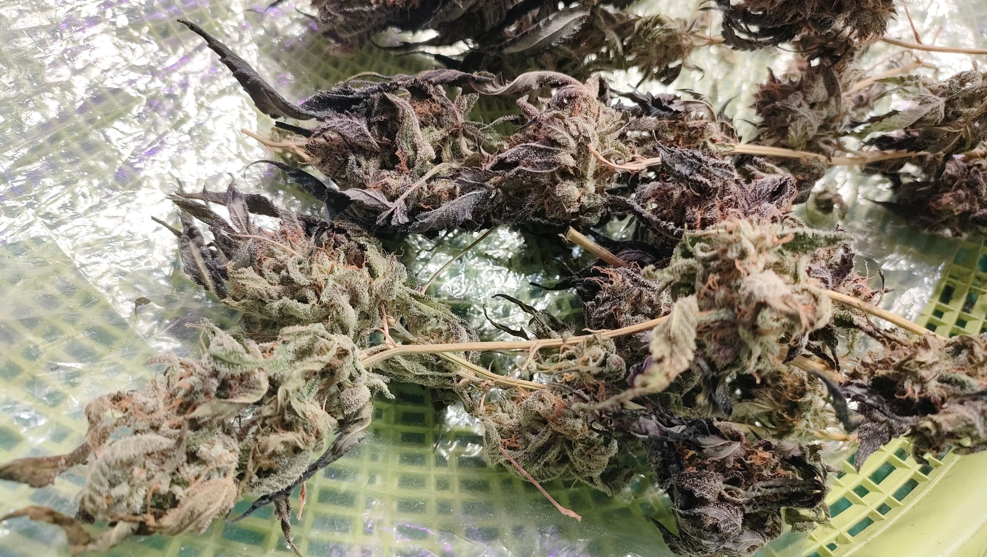 Dank Lomsak Phetchabun