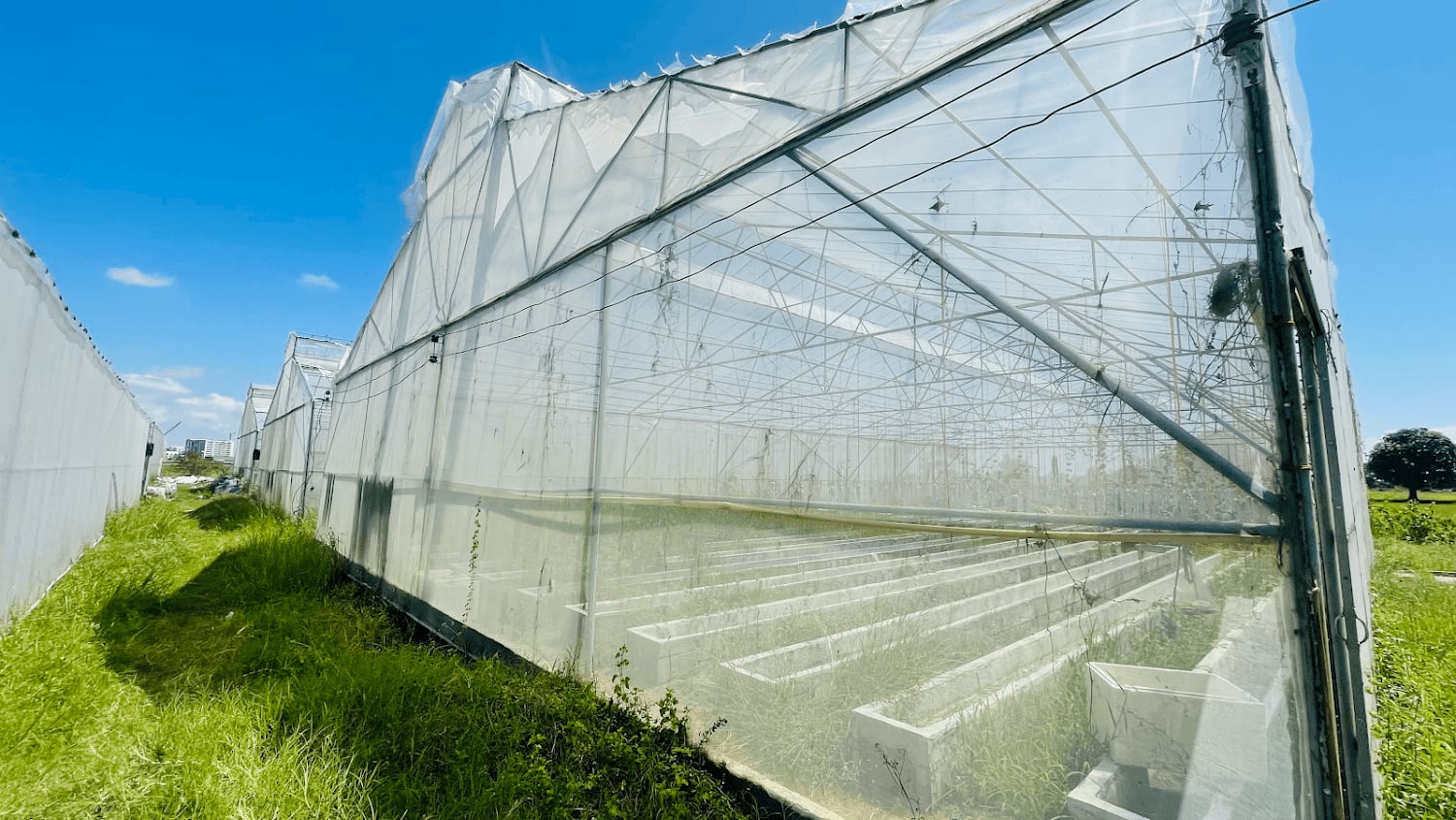 Siam Smile Farm Cannabis