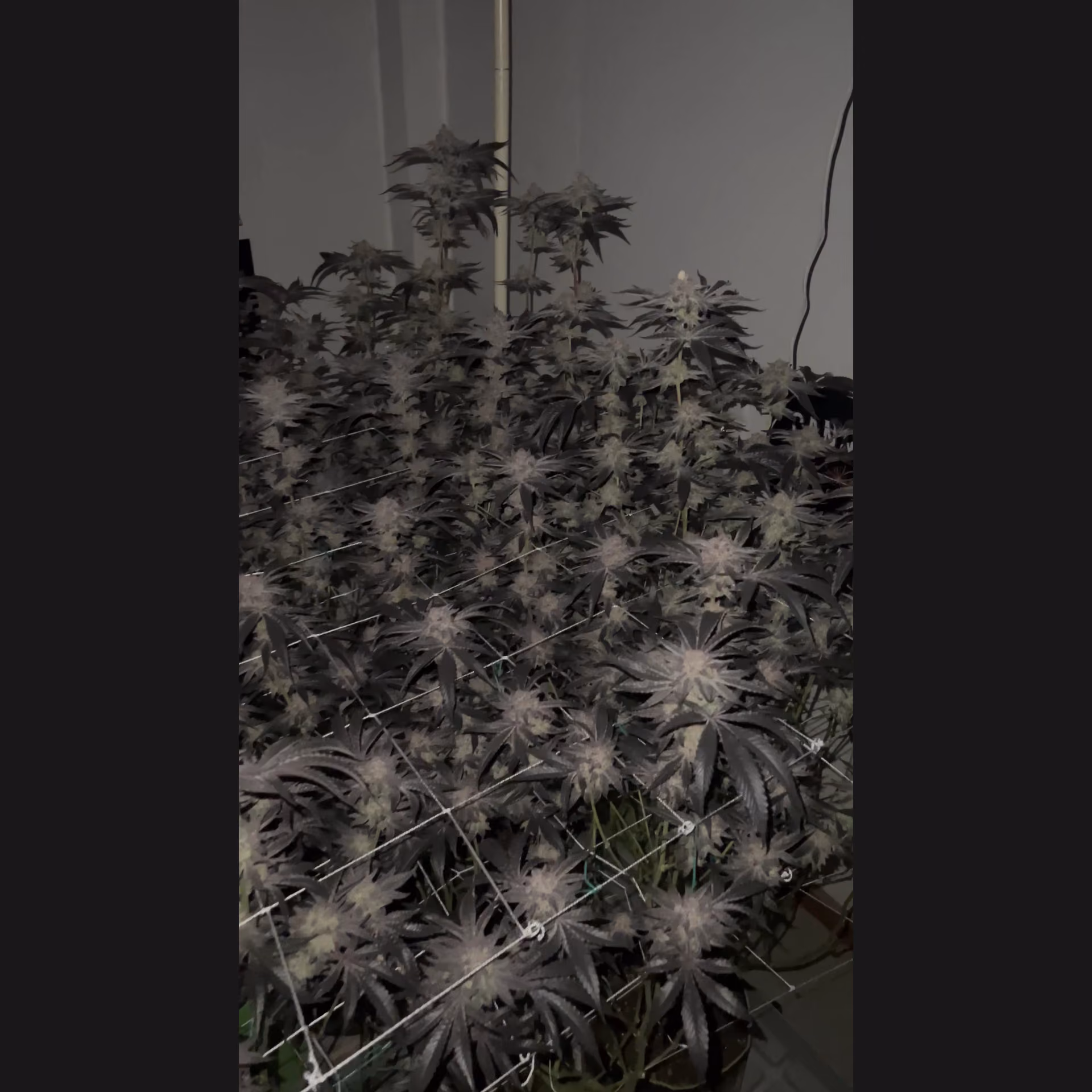 Cannabis Dispensary Cannabis Shop Nan in Nan logo