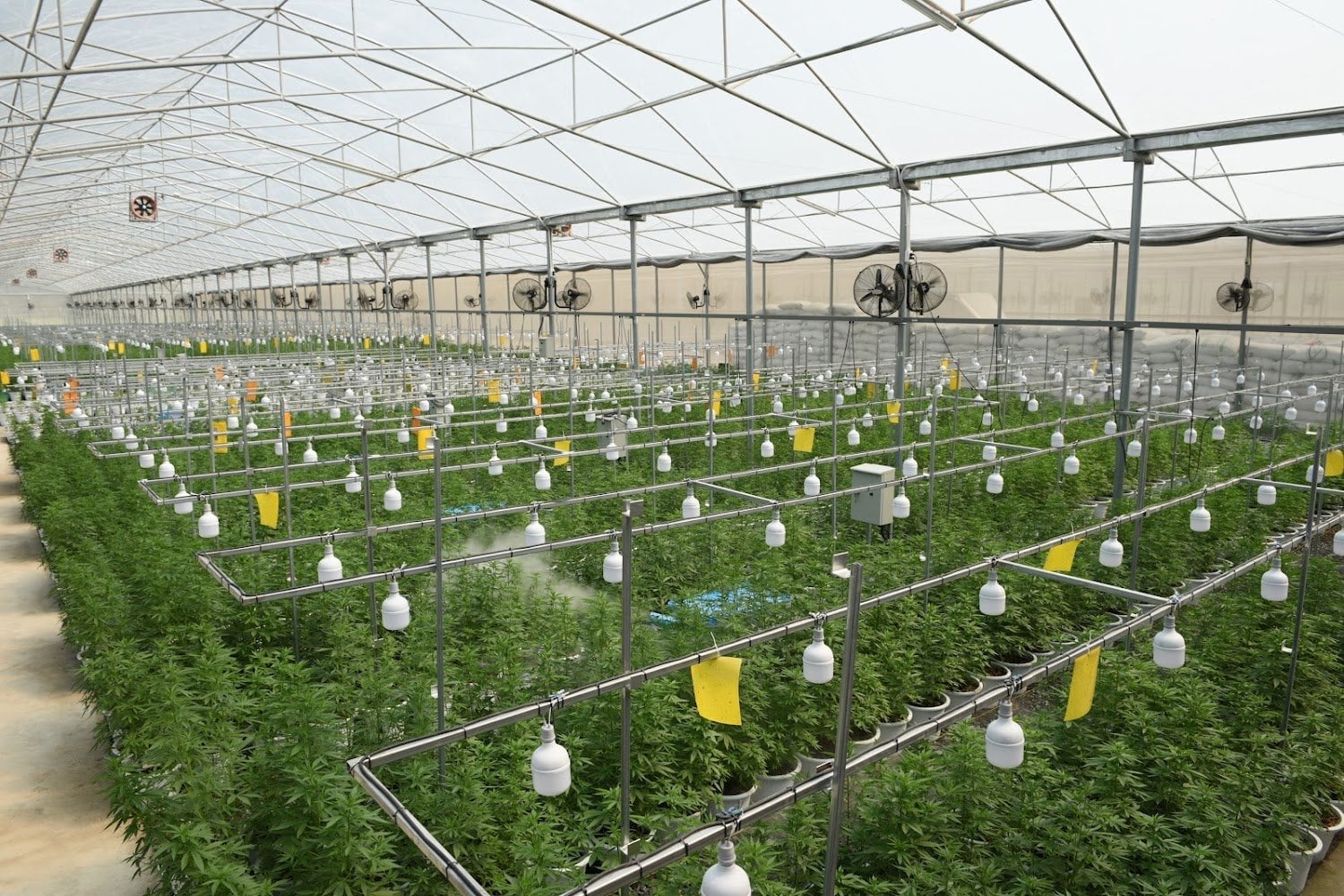 Cannabizway Valley