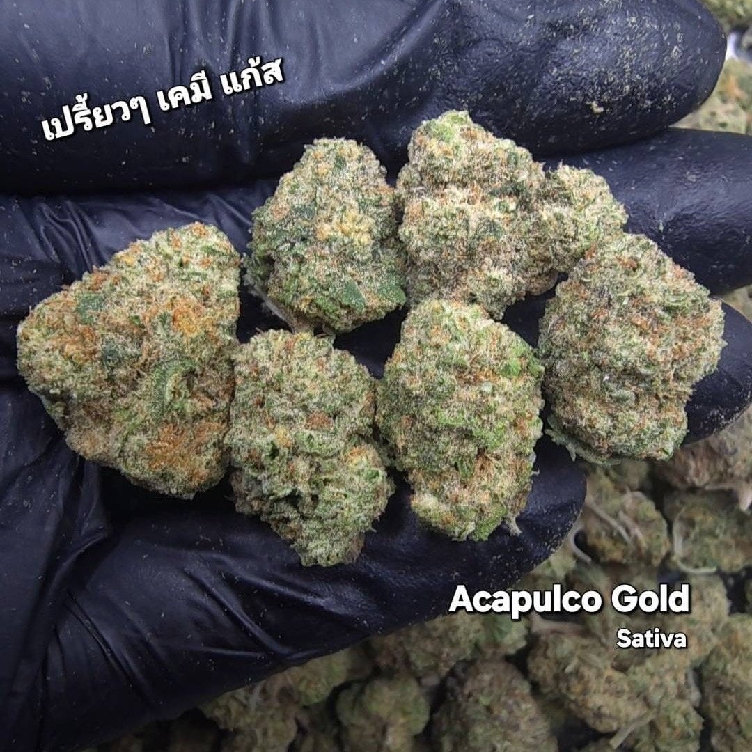 Ganja Giant 2, Pranburi