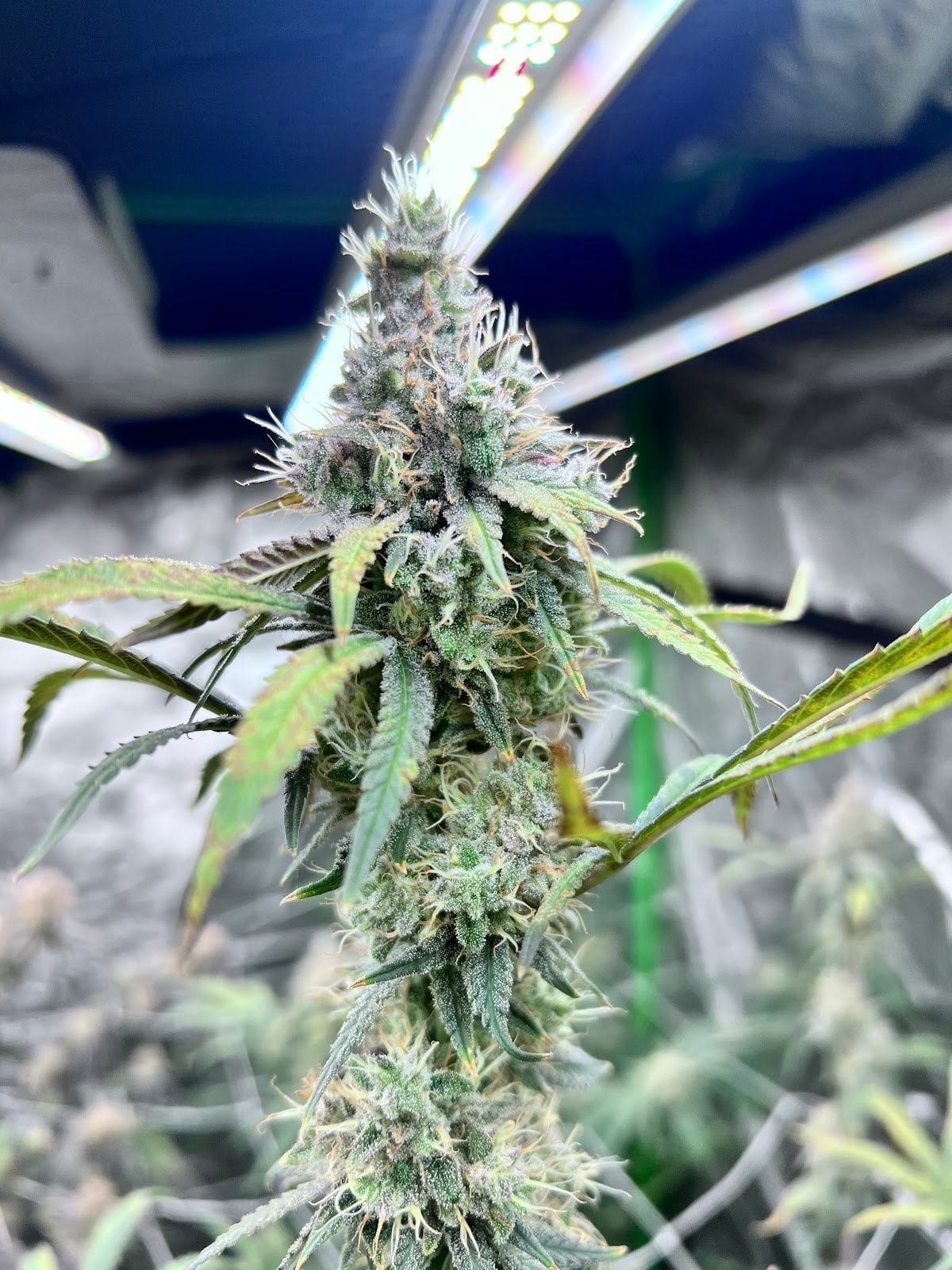 MineCannabis