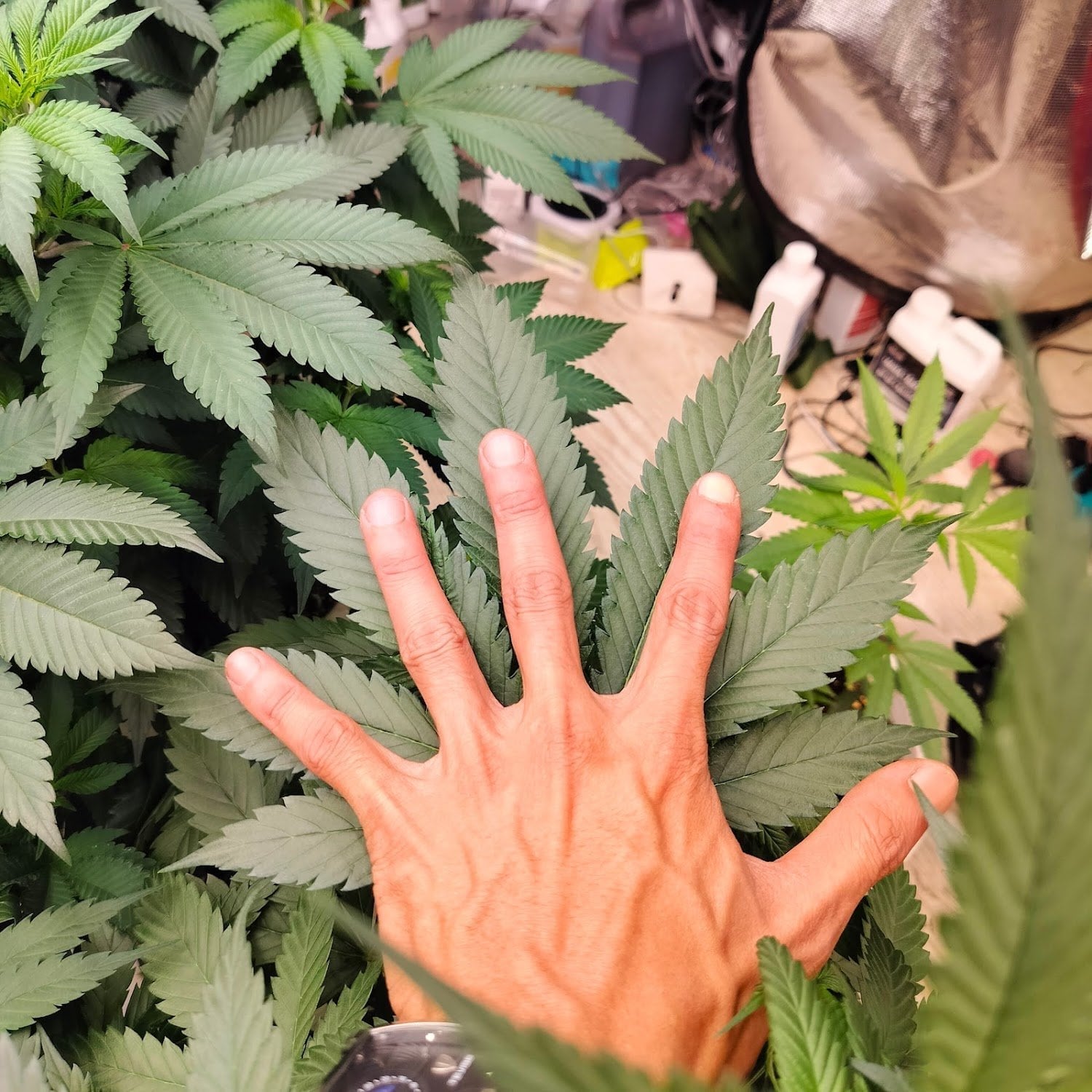 World Of Cannabis Permpoolsub420