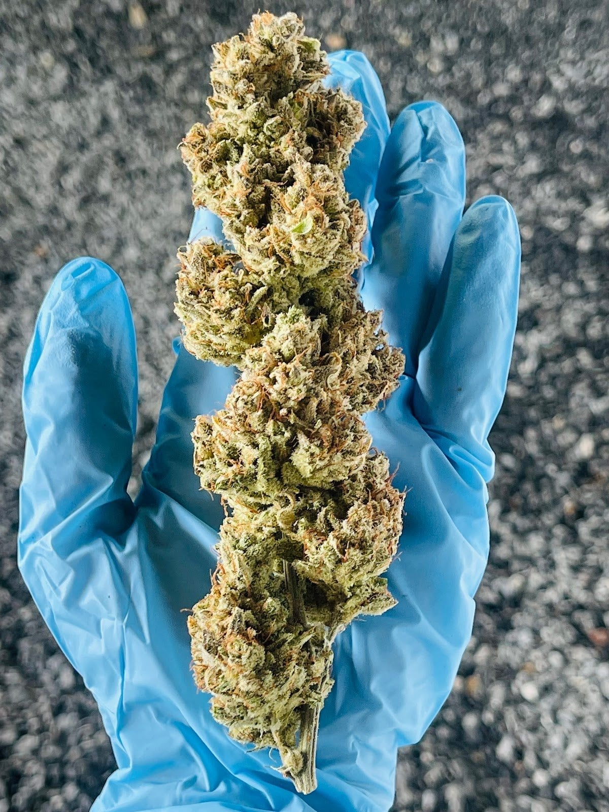 Excellent Cannabis