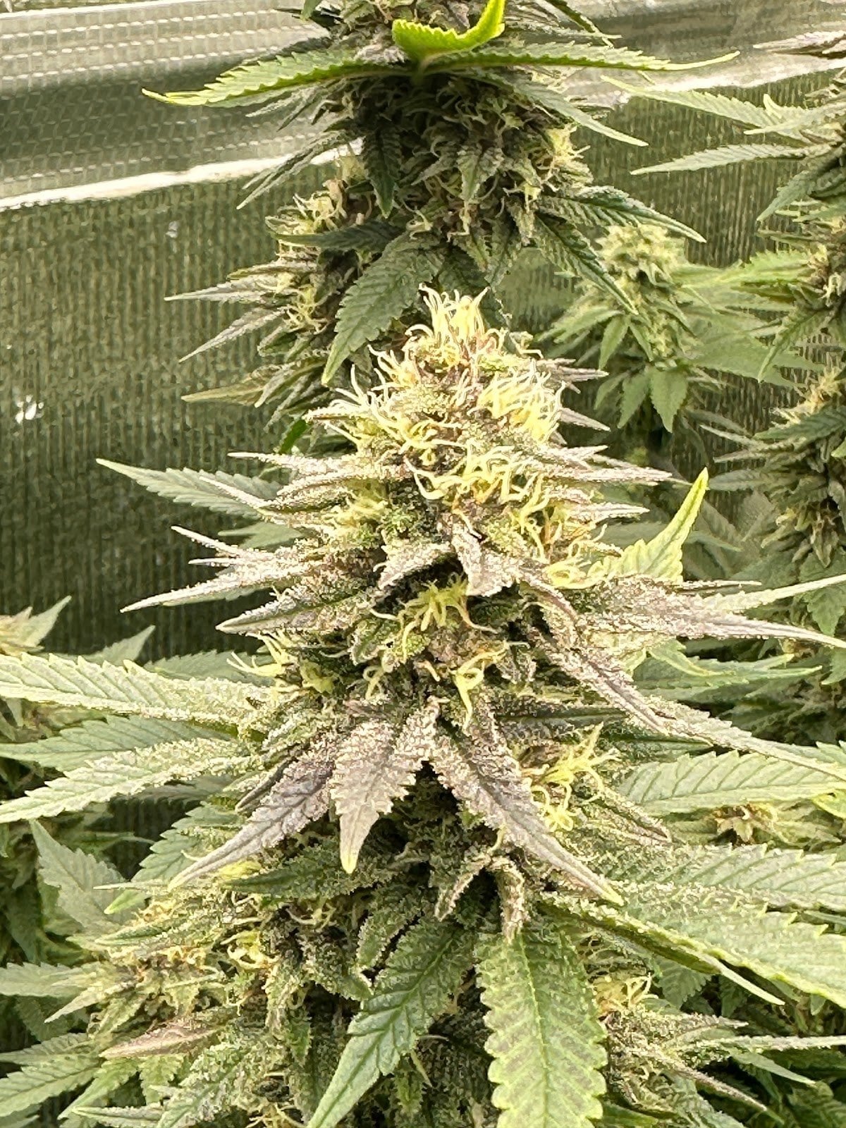 Power Flower