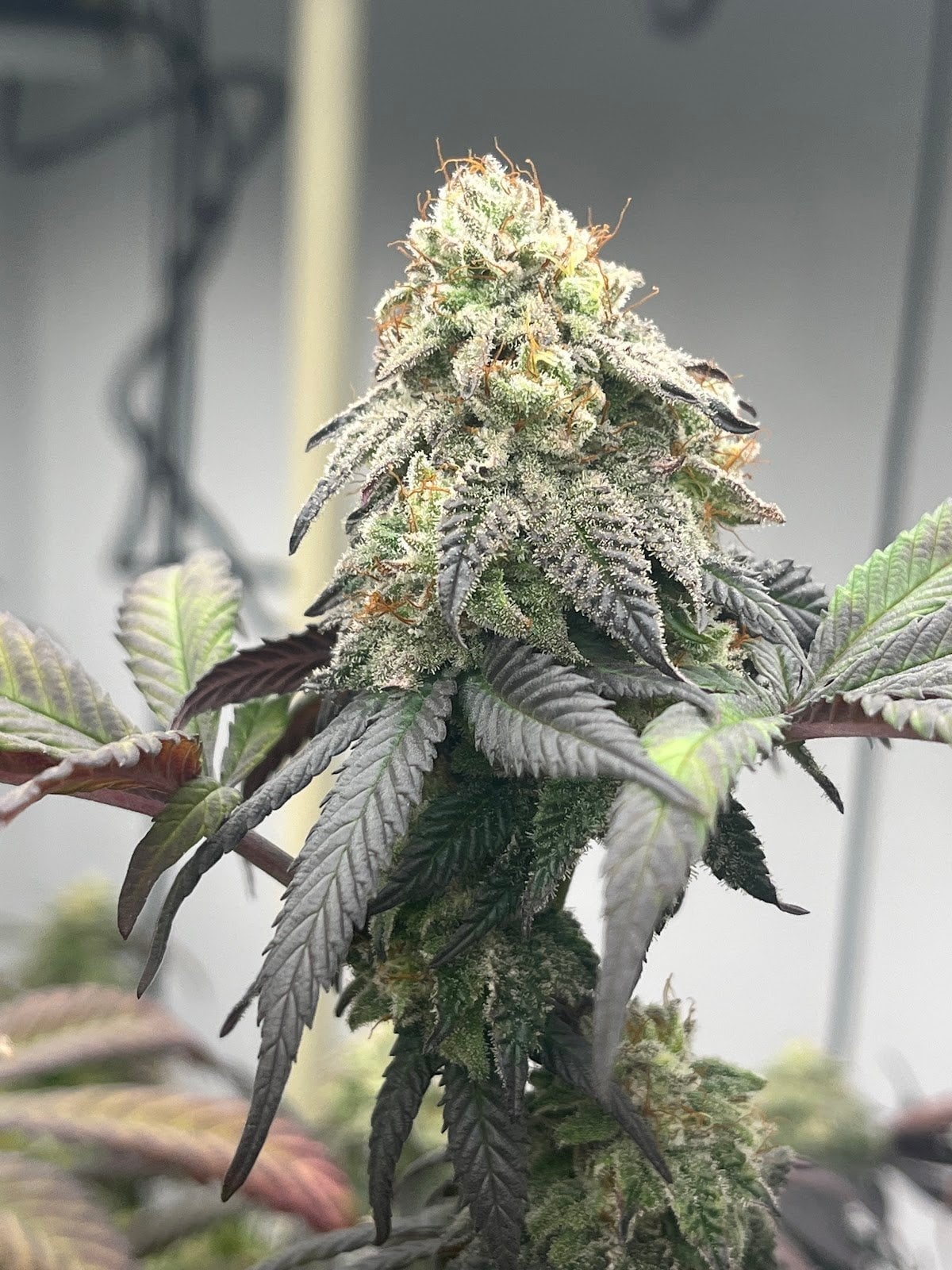 Senzubud Dispensary 3 Siam Plaza - 2