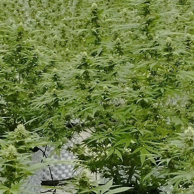 Ganja Garden