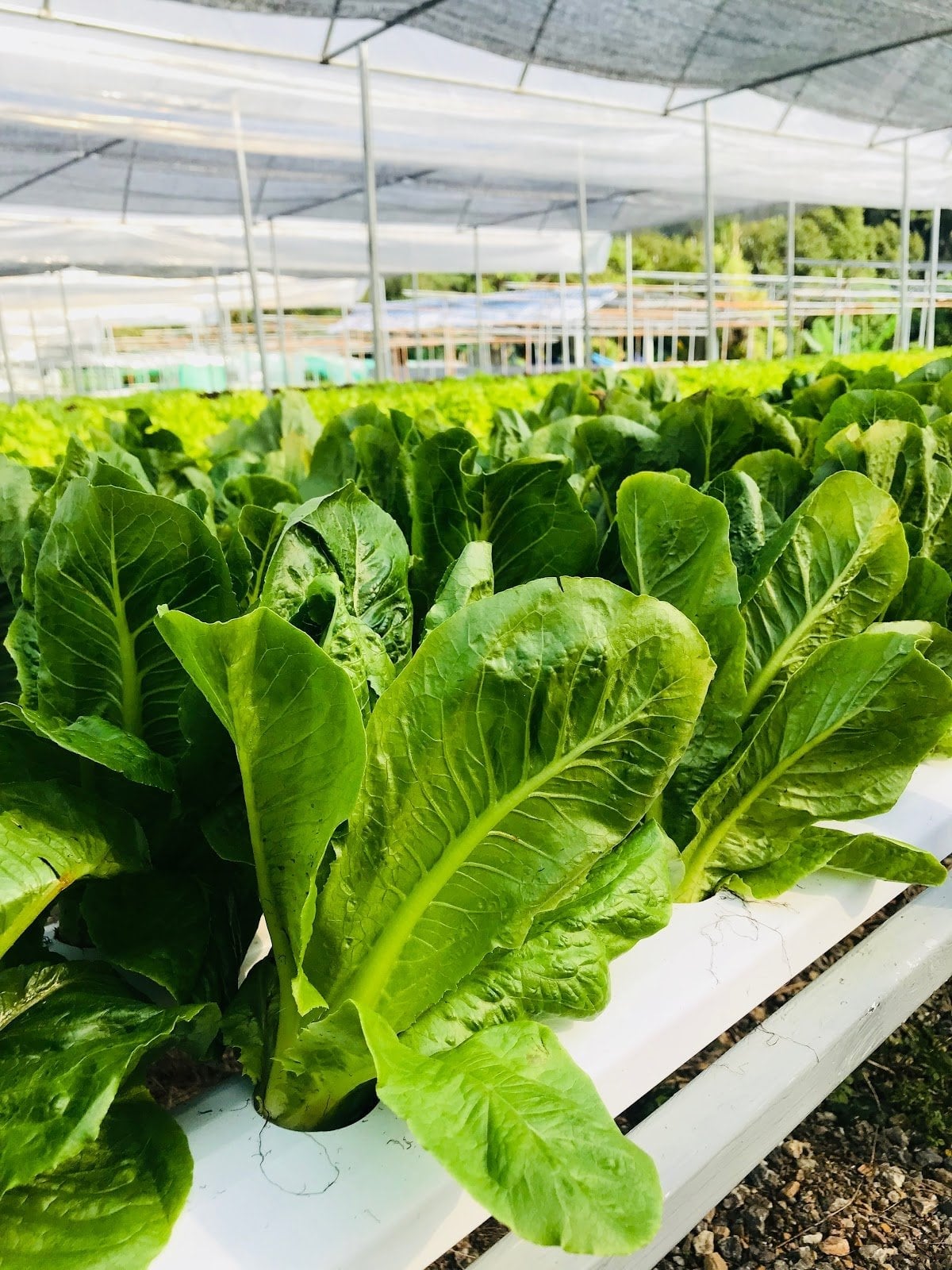 Khichch Kut Xxrkaeni Kh Farm Khichch Kut Farm