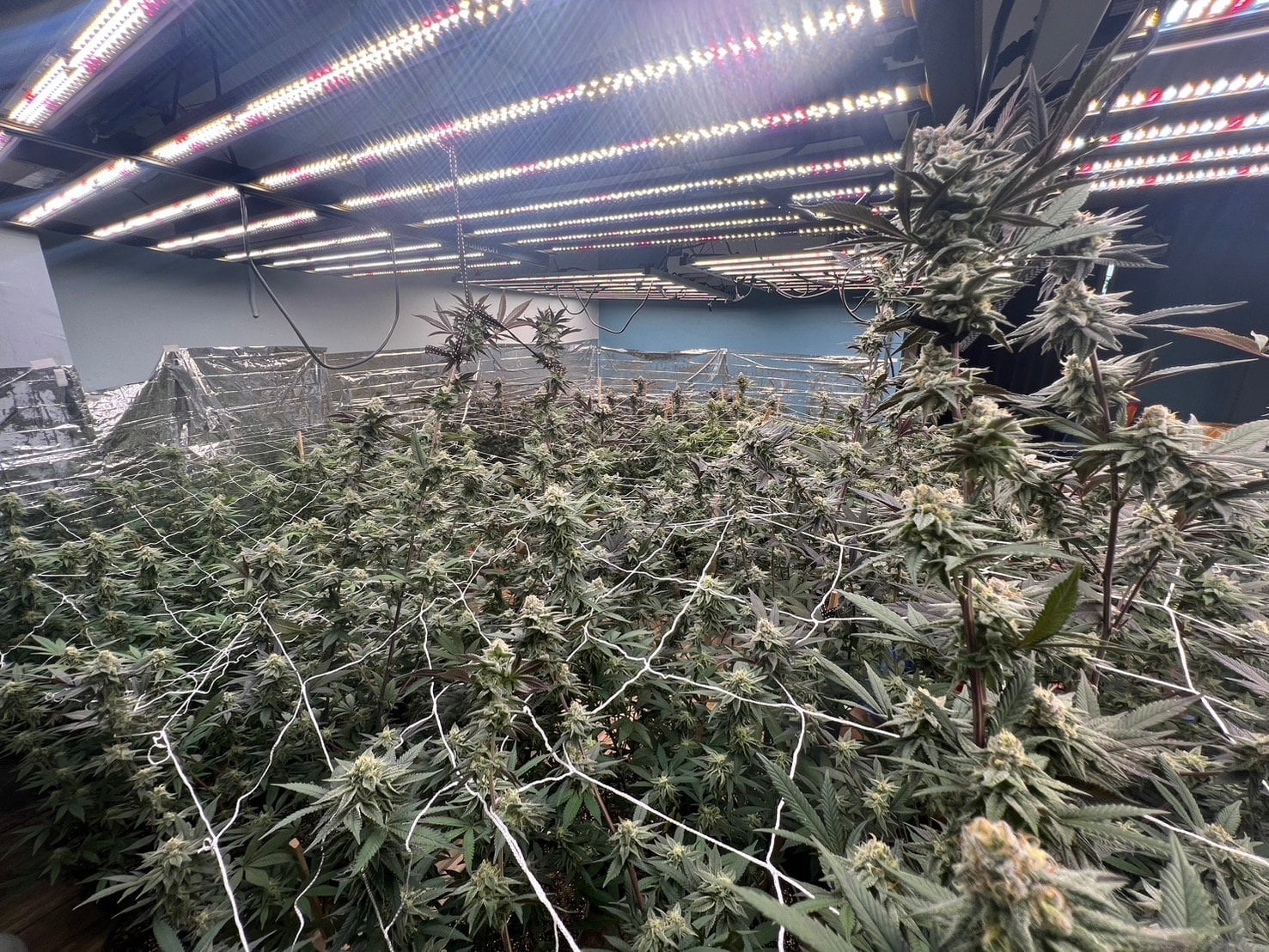 Wrfe Weed Farm Cannabis