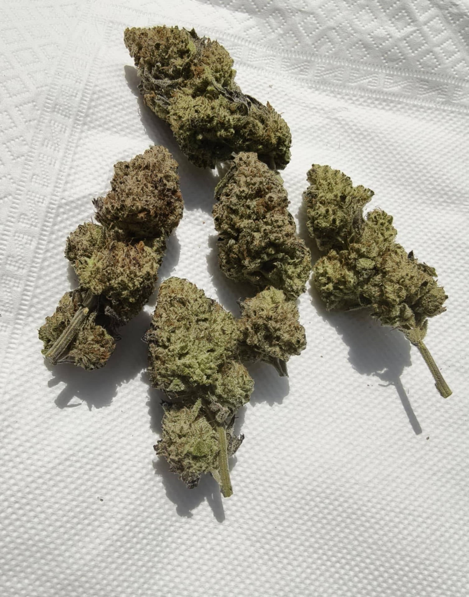 I'am Grower Cannabis