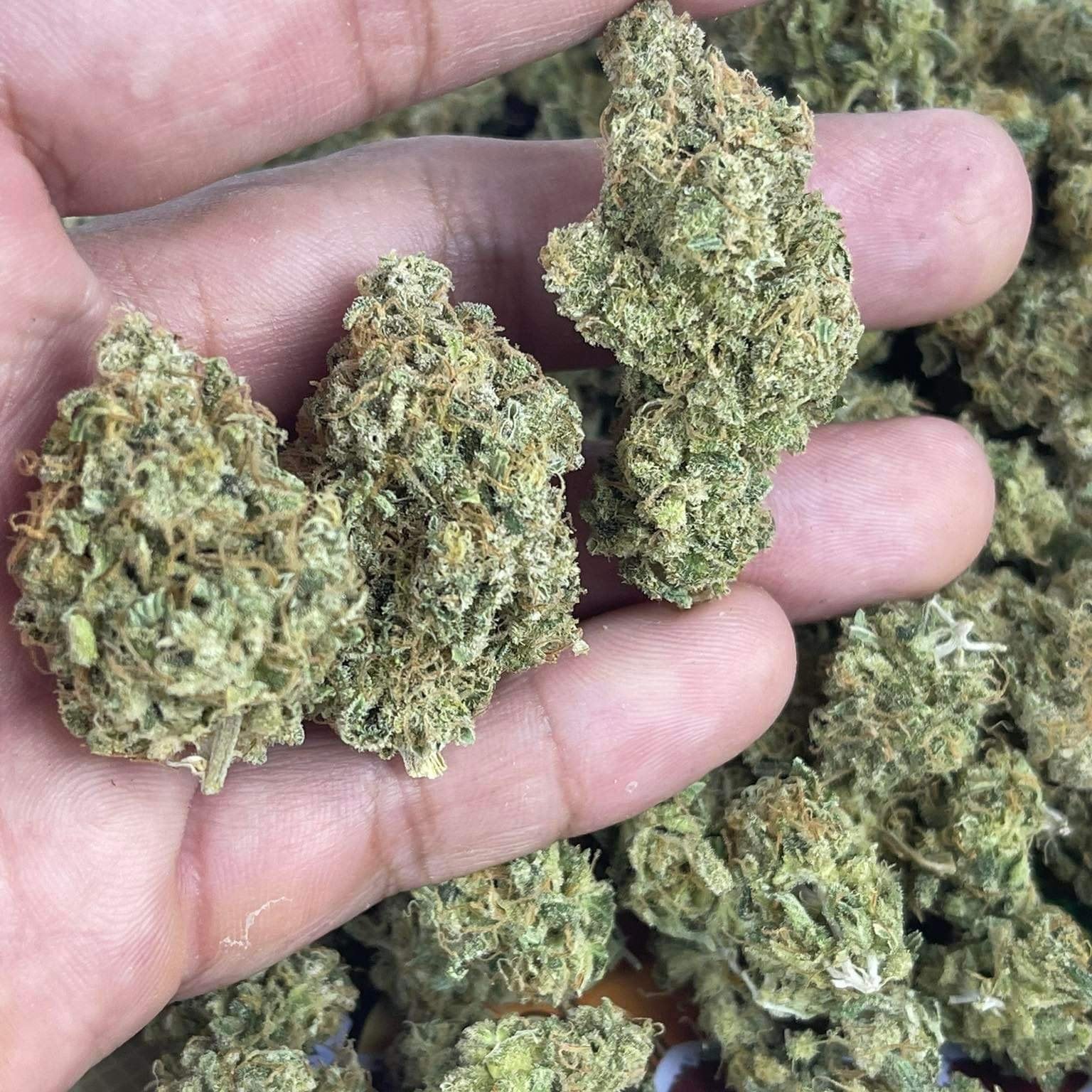 Happy Cannabis Nong Prue