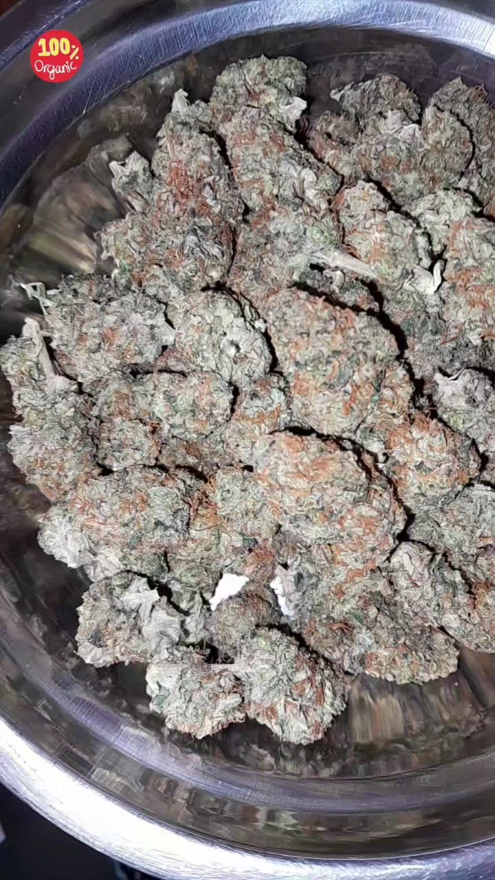 Bongsai Shop: Medical
