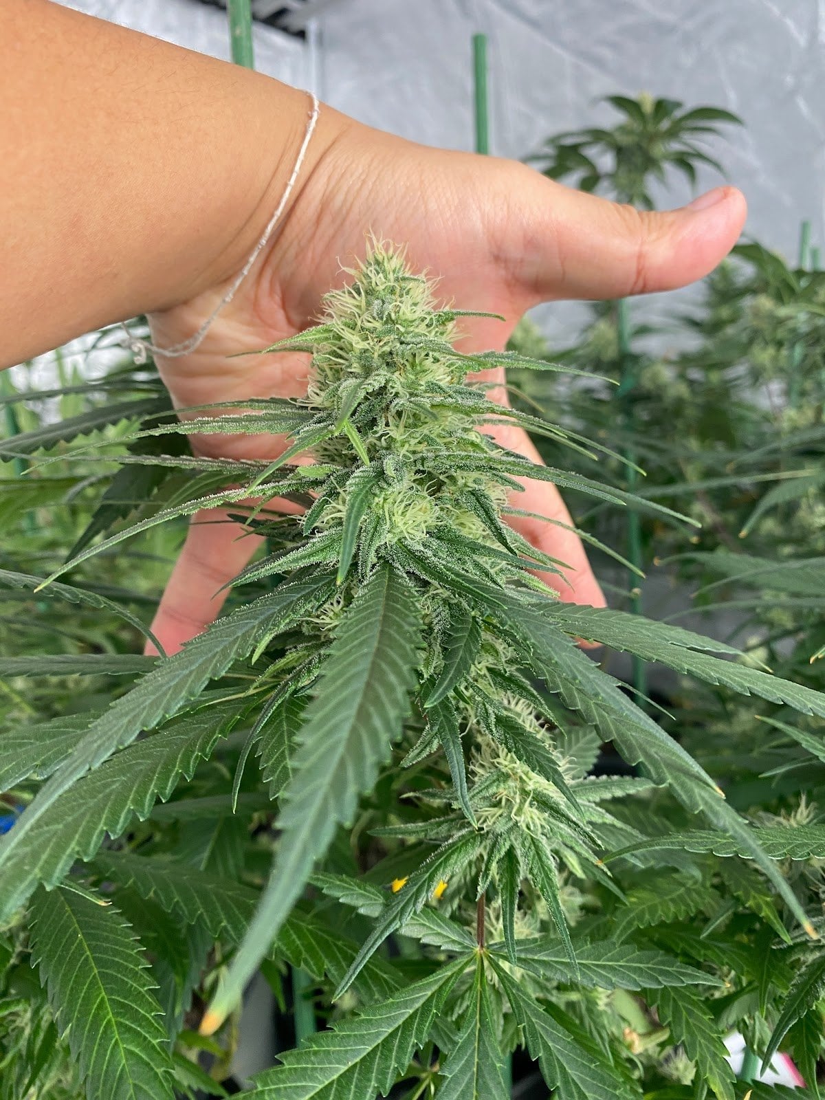 Evergrow Organic Cannabis Farm