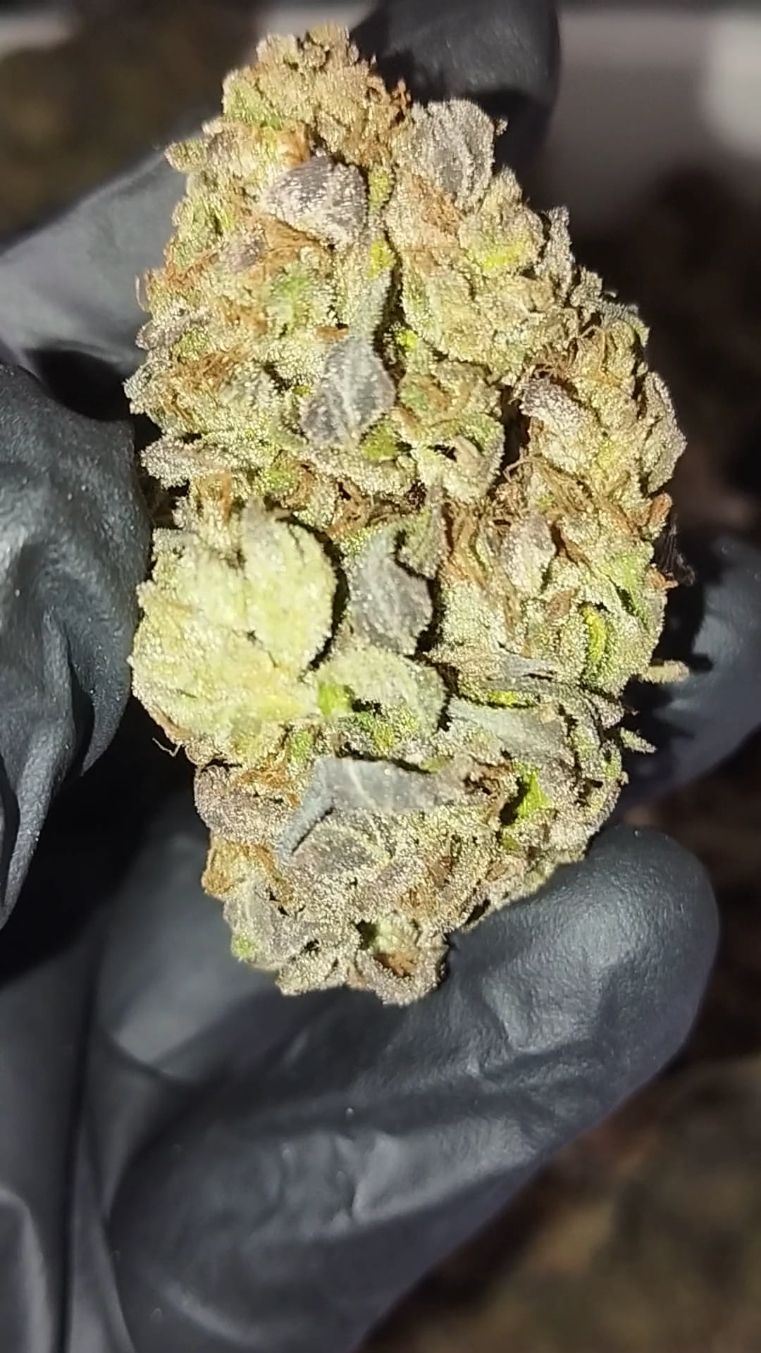 Zweed Sloth