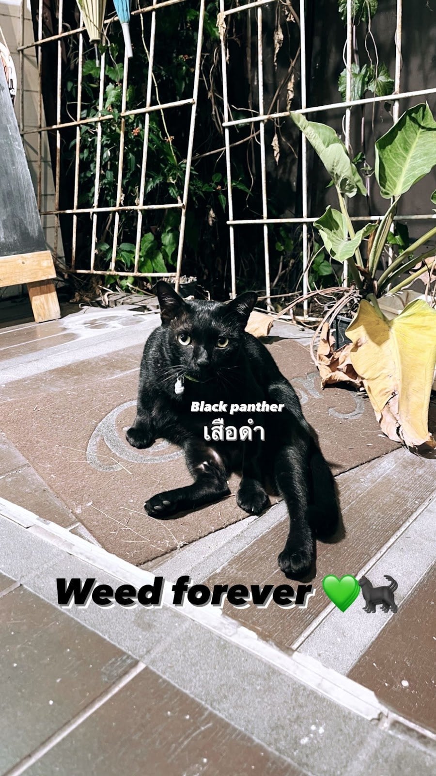 Wild Weed