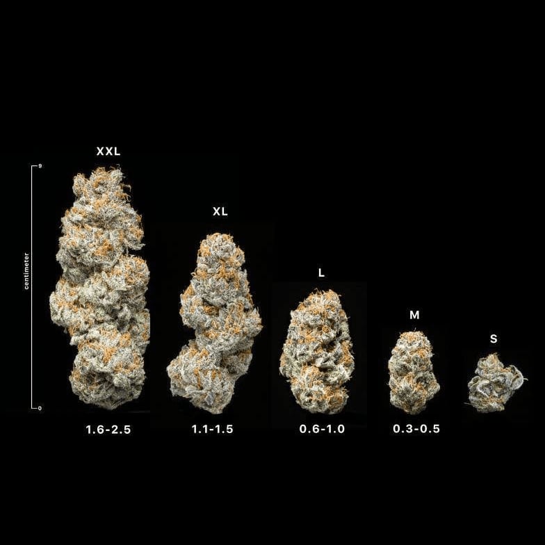 Магазин каннабиса Green Sons Top Bud's Farm в Bangkok логотип