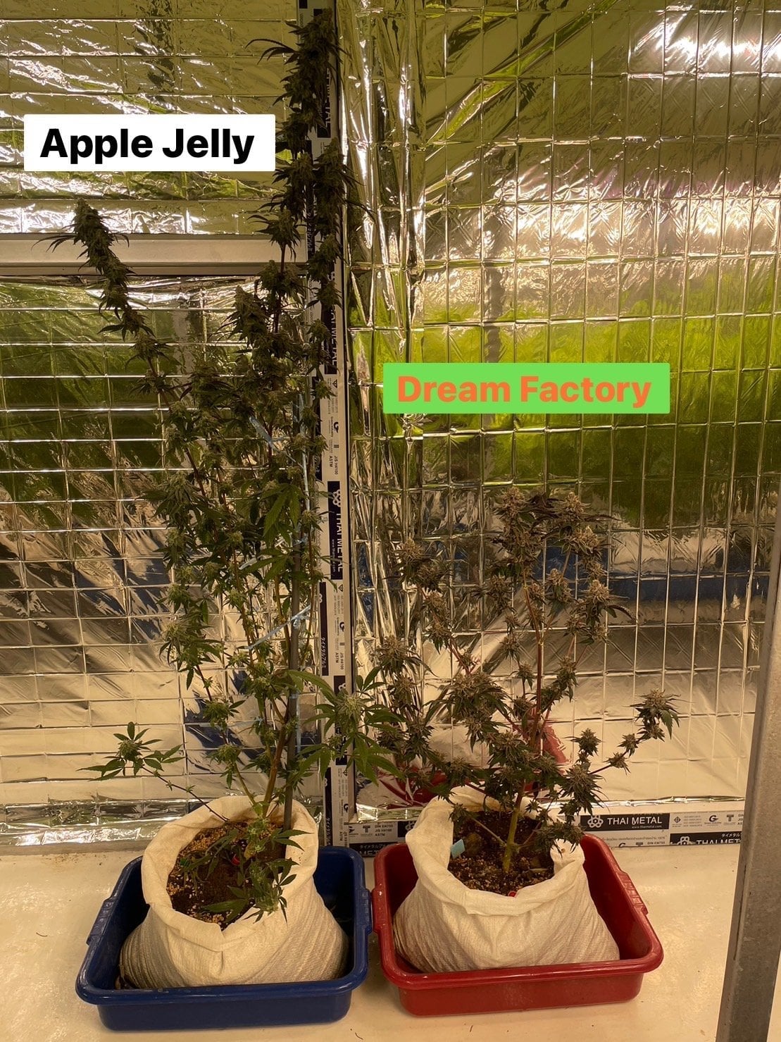 Cannabis Dispensary Weed Pot
