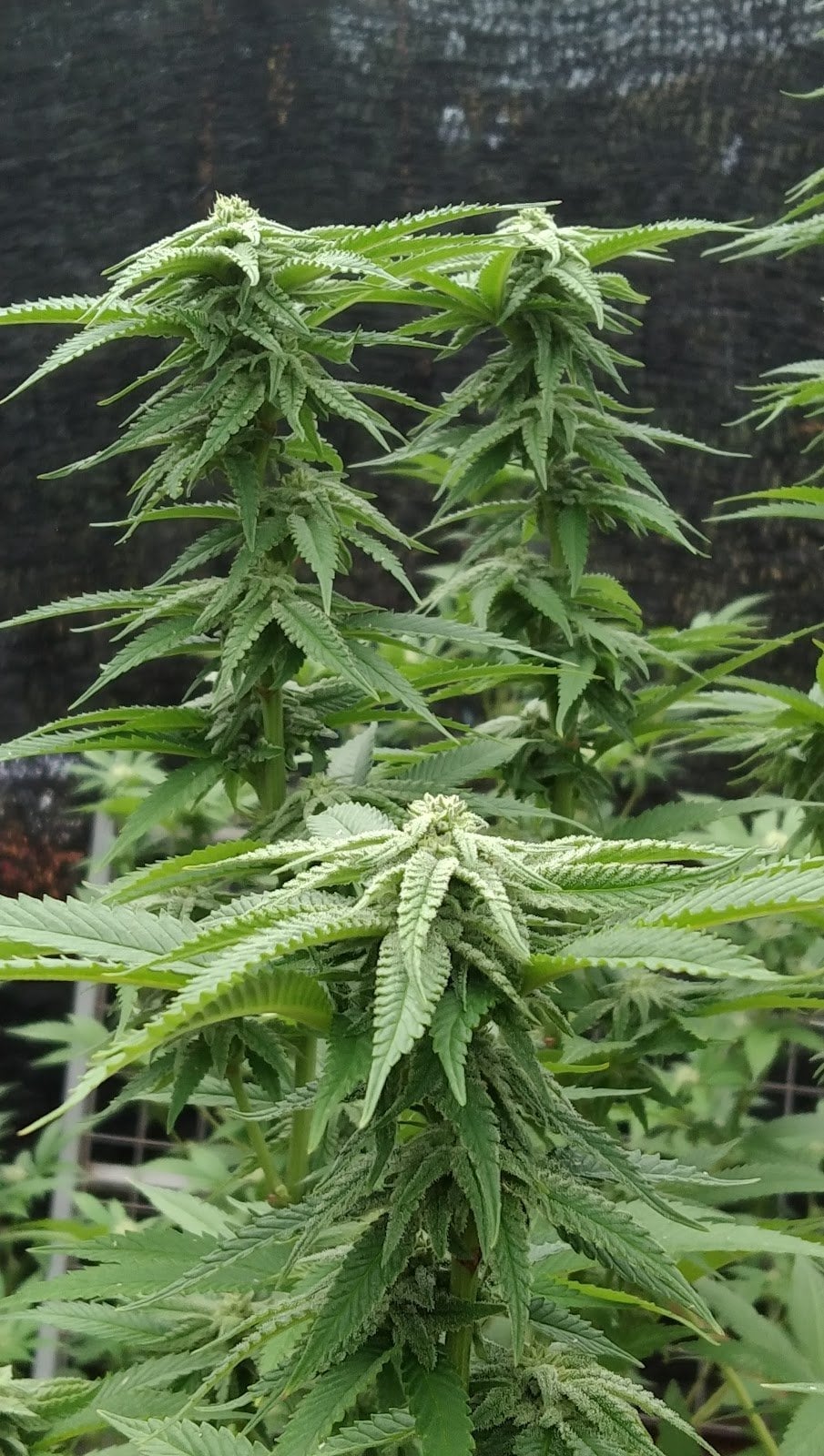 KK Cannabiz