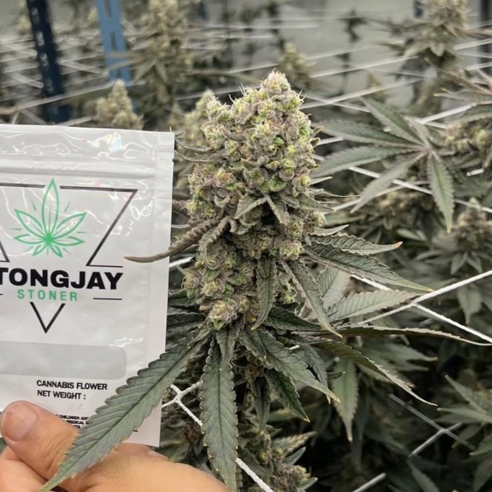 Tongjaystoner Indy