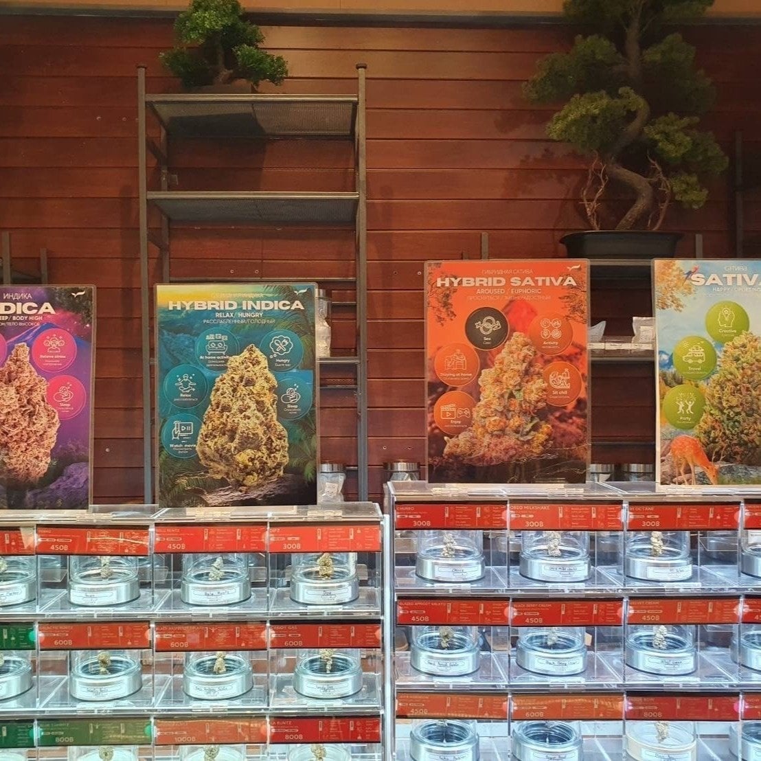 Cannabis By Thai Sativa