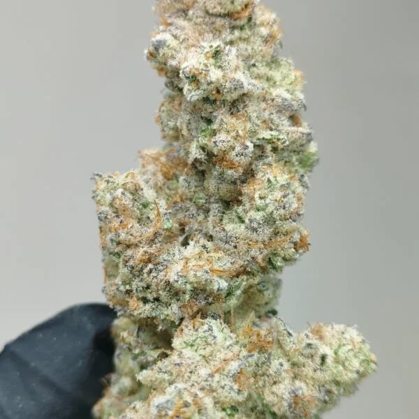Cannabear