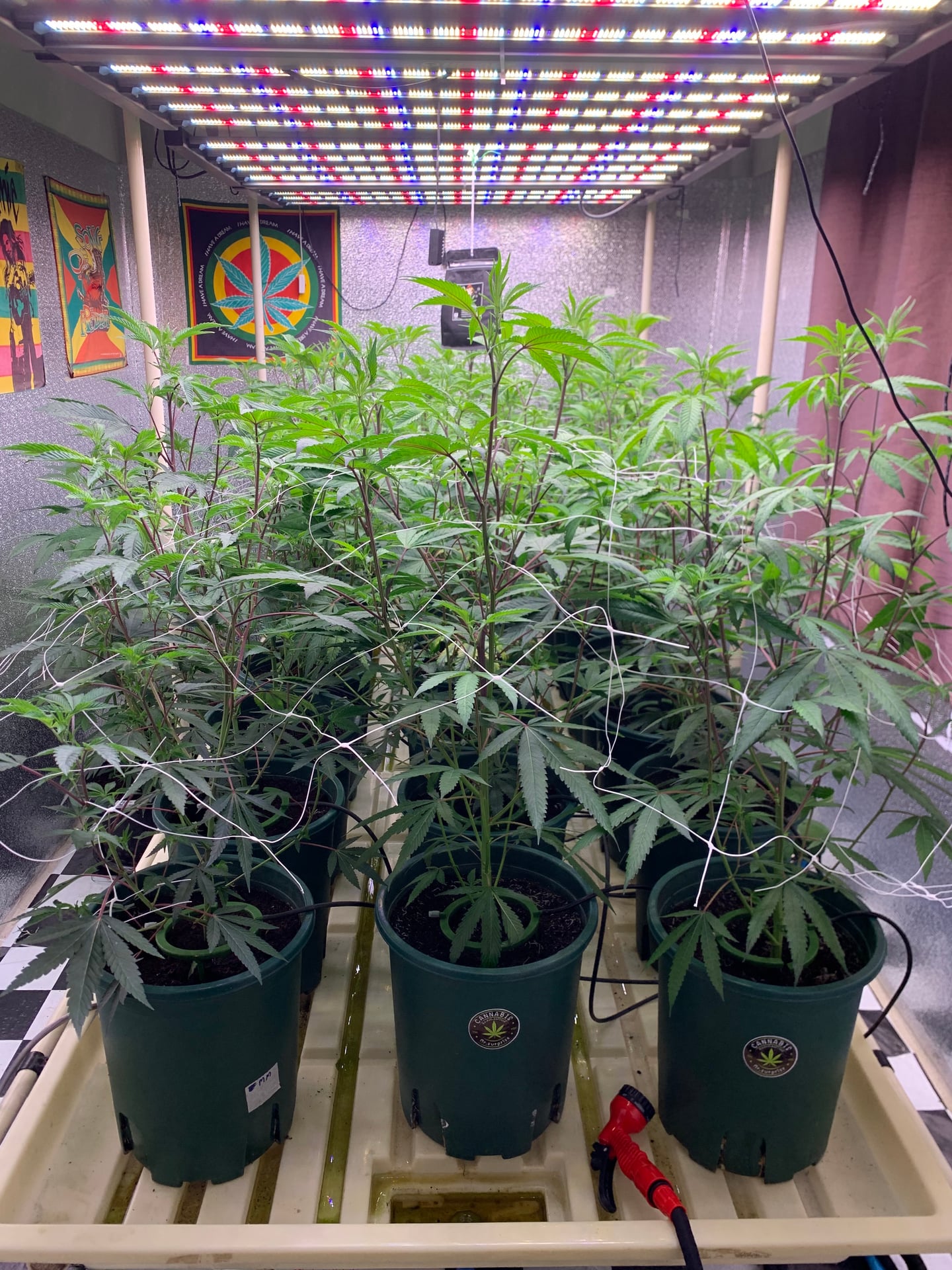 MR.Surprise Cannabis