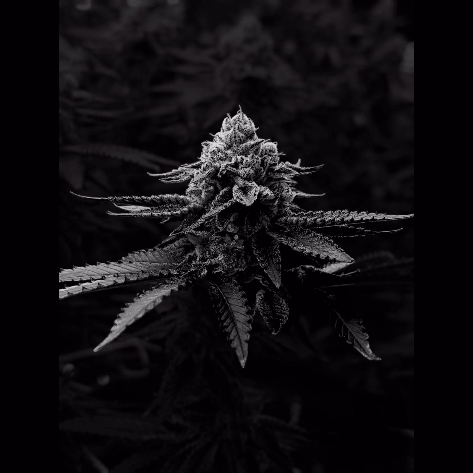 Cannabis Dispensary Sloth Grower in Bangkok logo
