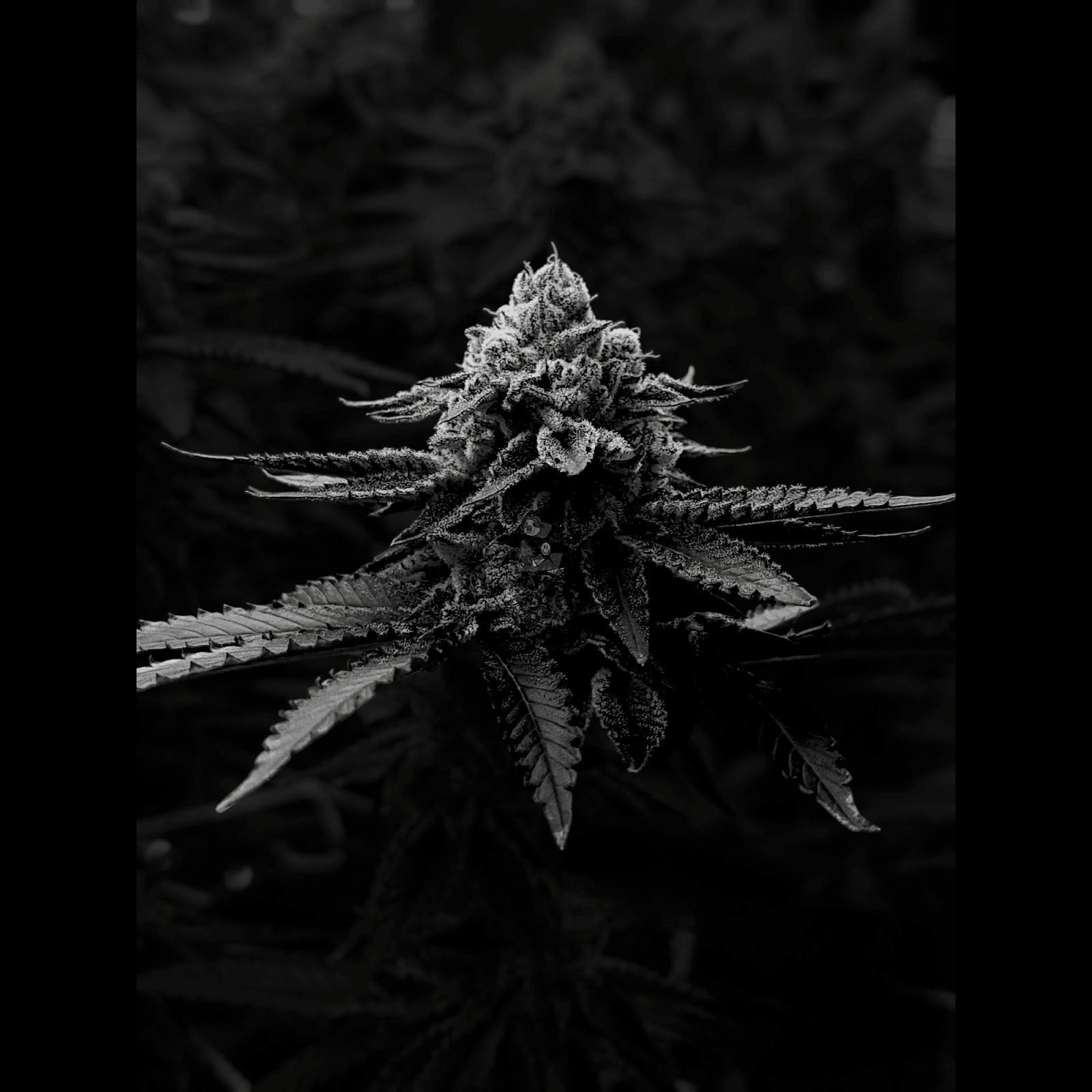 Cannabis Dispensary Sloth Grower logo