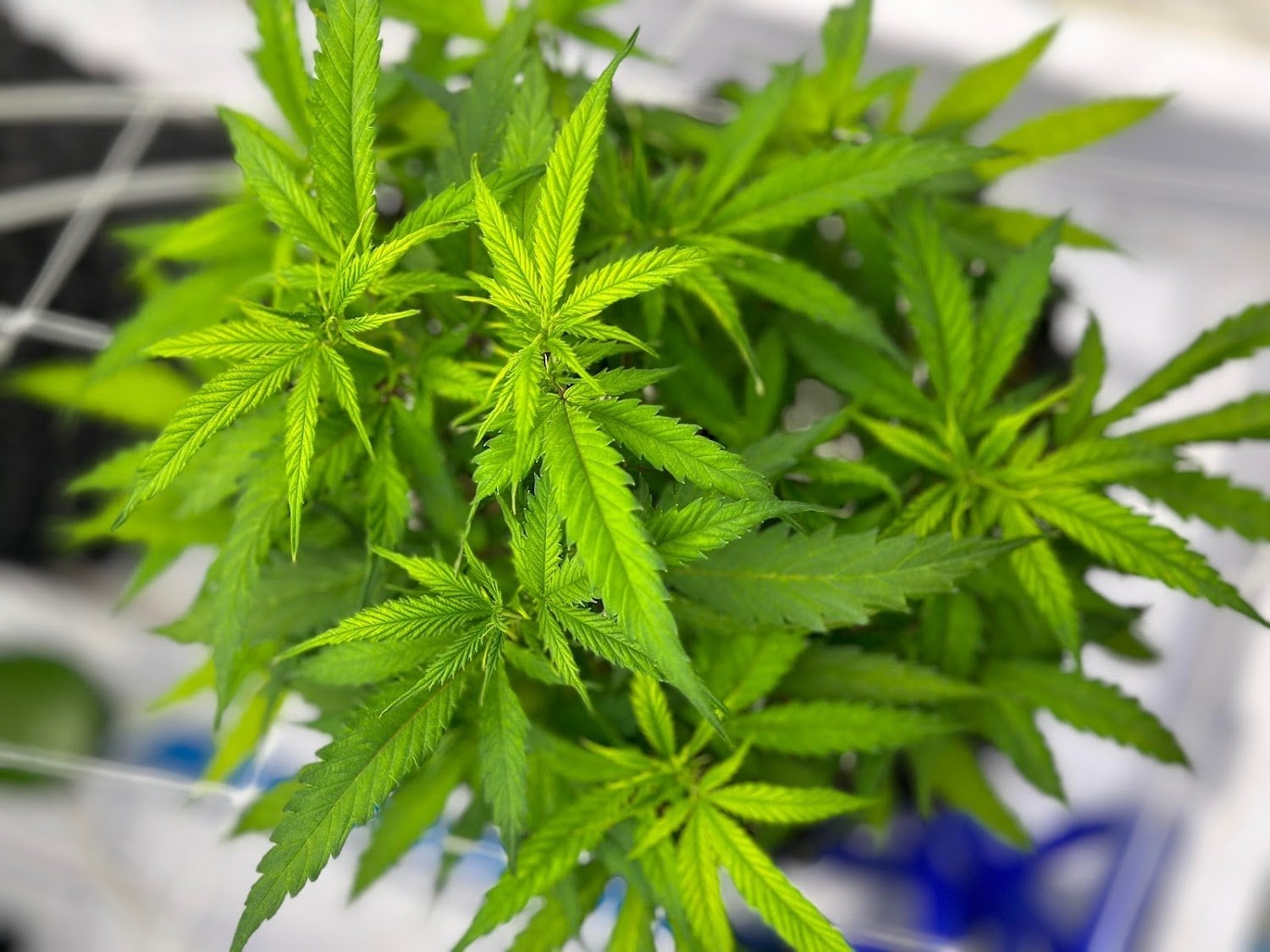 Power Flower