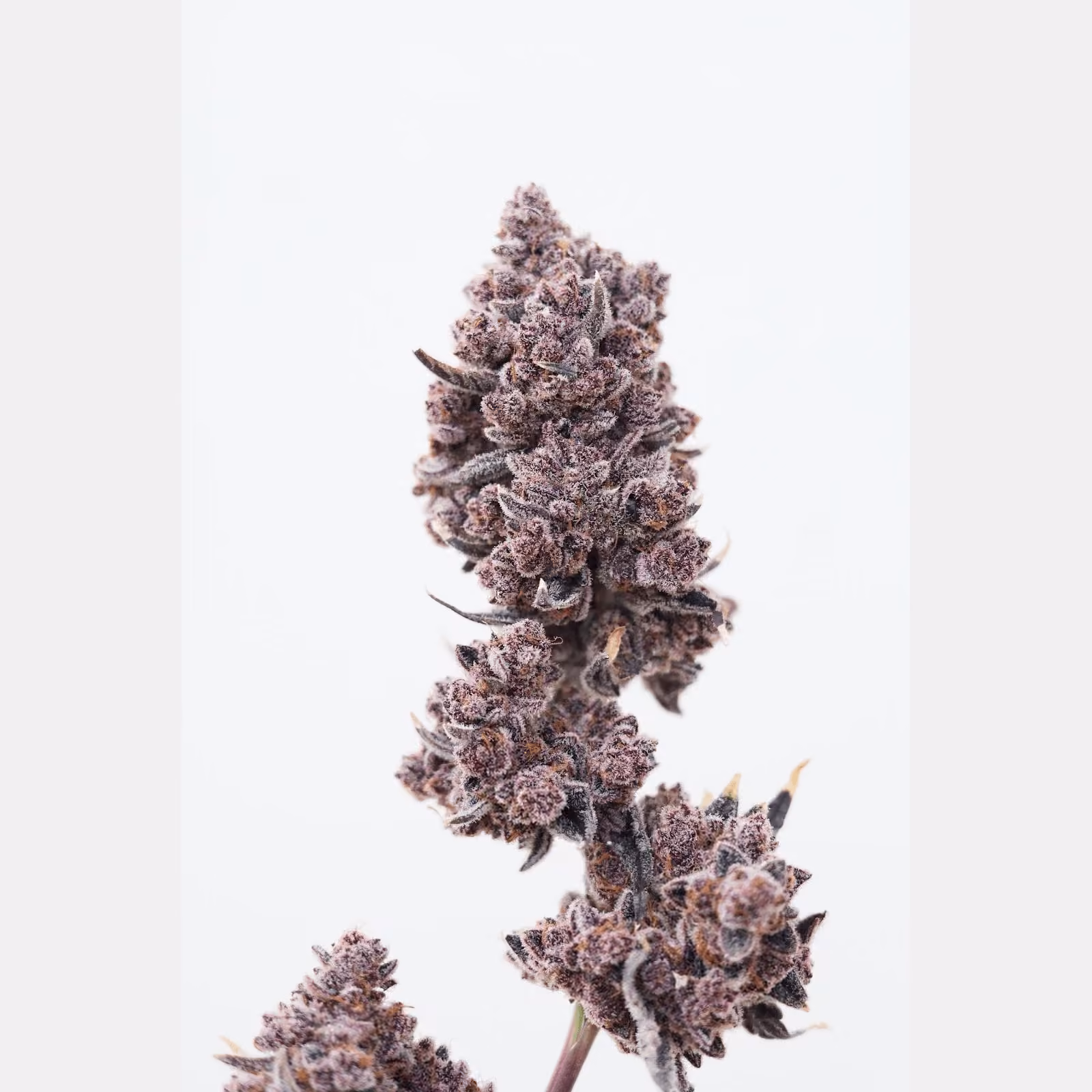 Dispensario de cannabis 28Greenland Cha-am en Cha-am logo