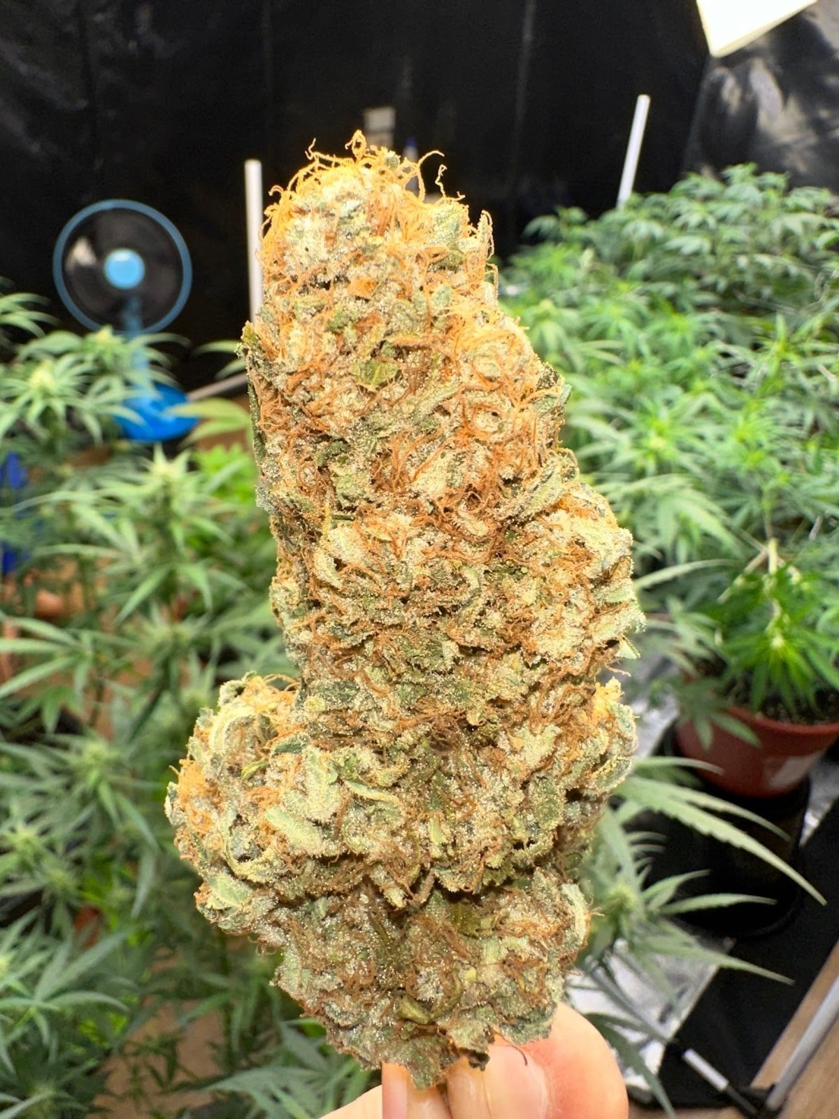 Bodhi Farm Weed JungleJoints