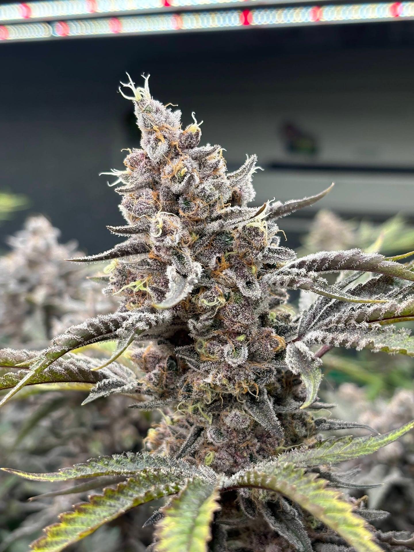 Uni Weed