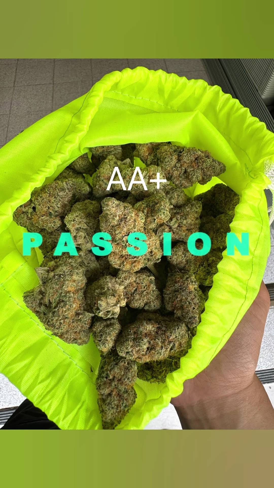 King Kush Garden - KKG .Co .
