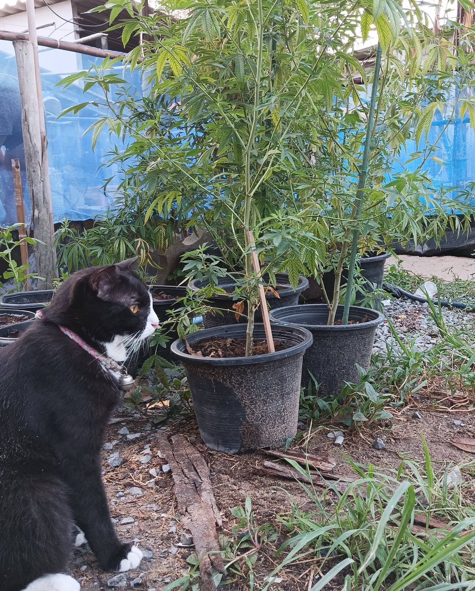 Cannabis Home