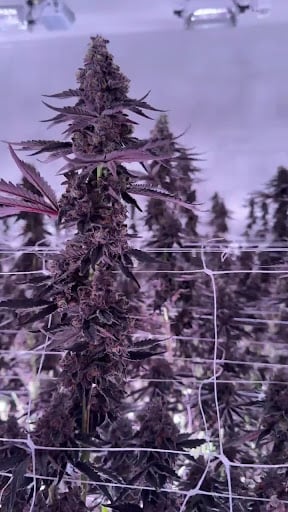 Farmtopia - Cannabis Farm & Dispensary Weed Shop Marijuana