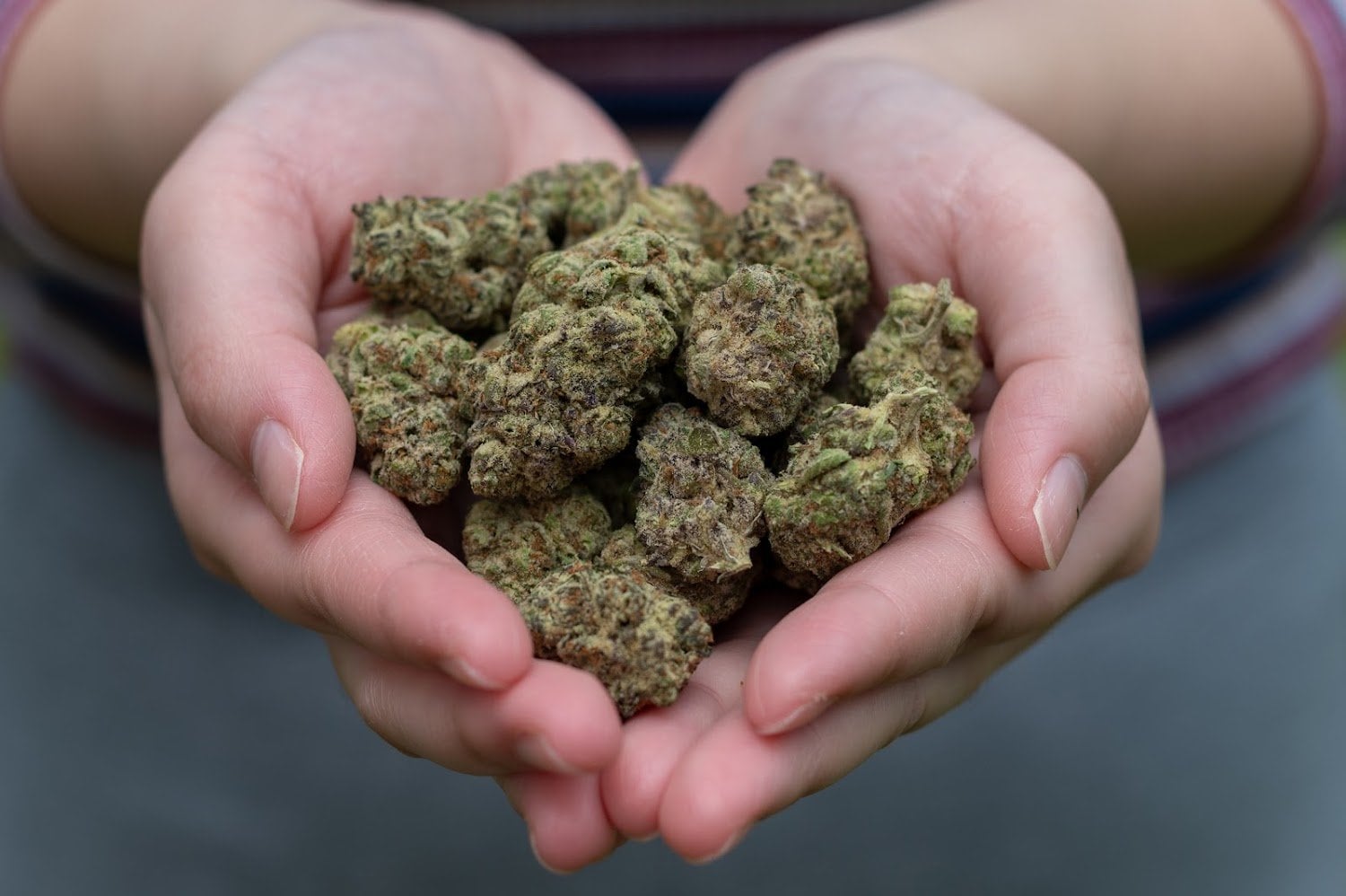 SURFnHERB Cannabis