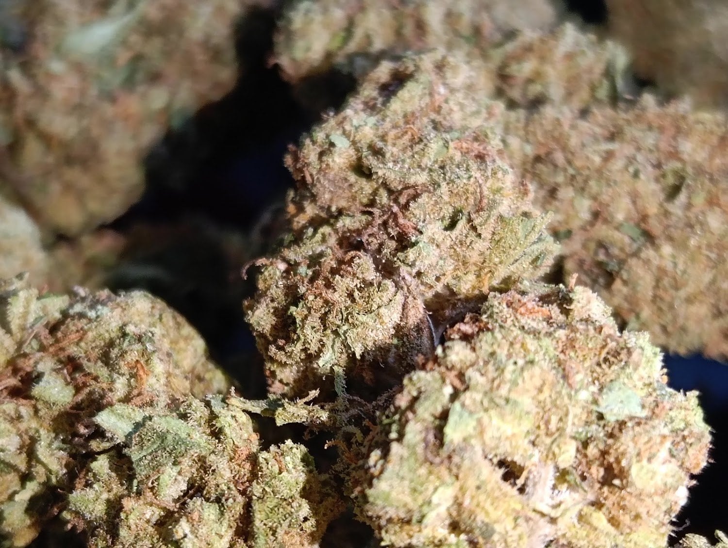 Theloy Cannabis