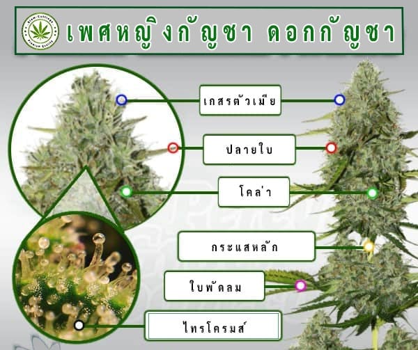 Siam-cuttings