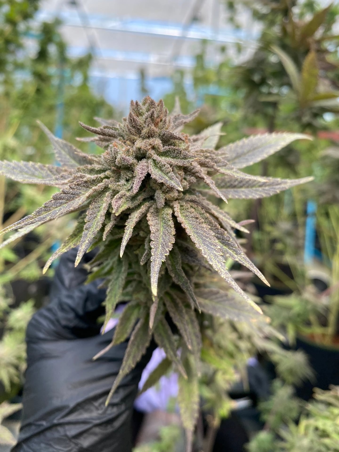 Buzzup Cannabis Shop & Guesthouse - Fang's Unique Terroir & Terpene-Rich