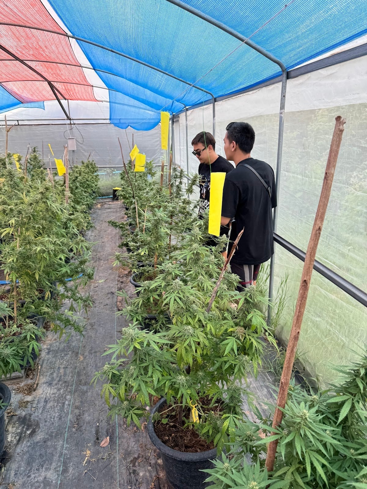 Cannabis Farmer