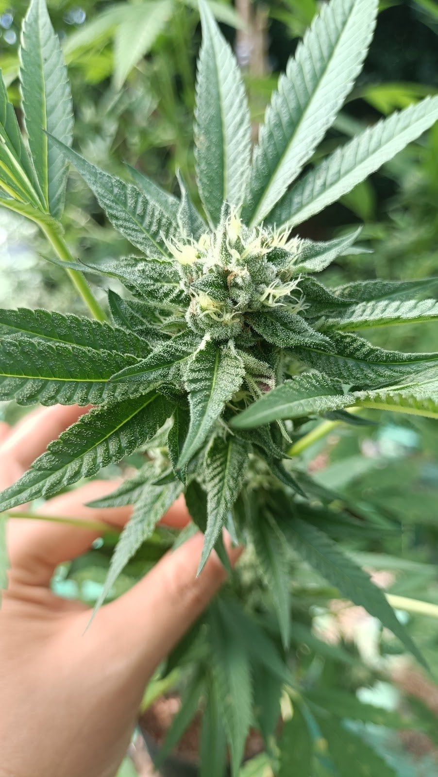 Hug Cannabiz