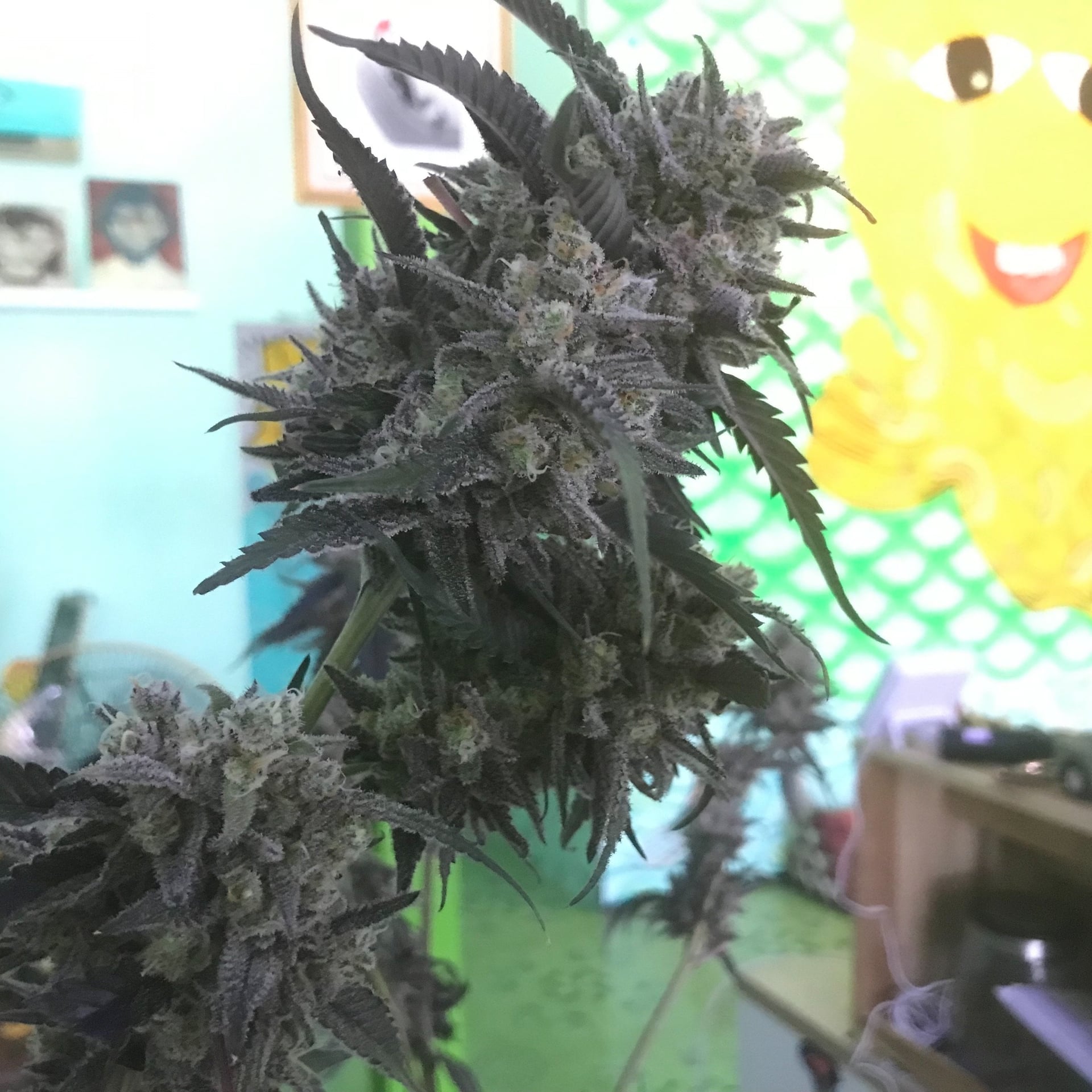 Head Stoner