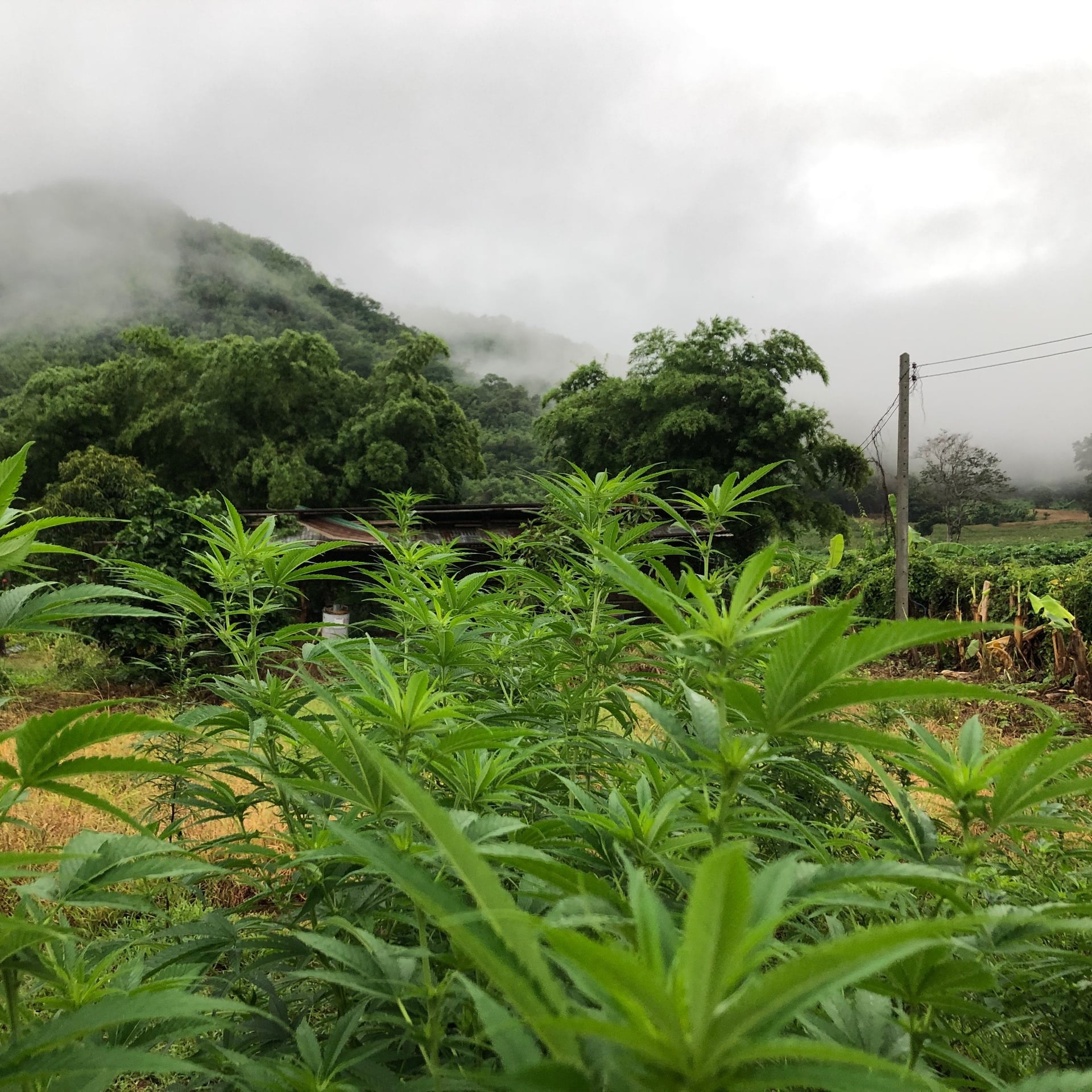 Earth CannabiS