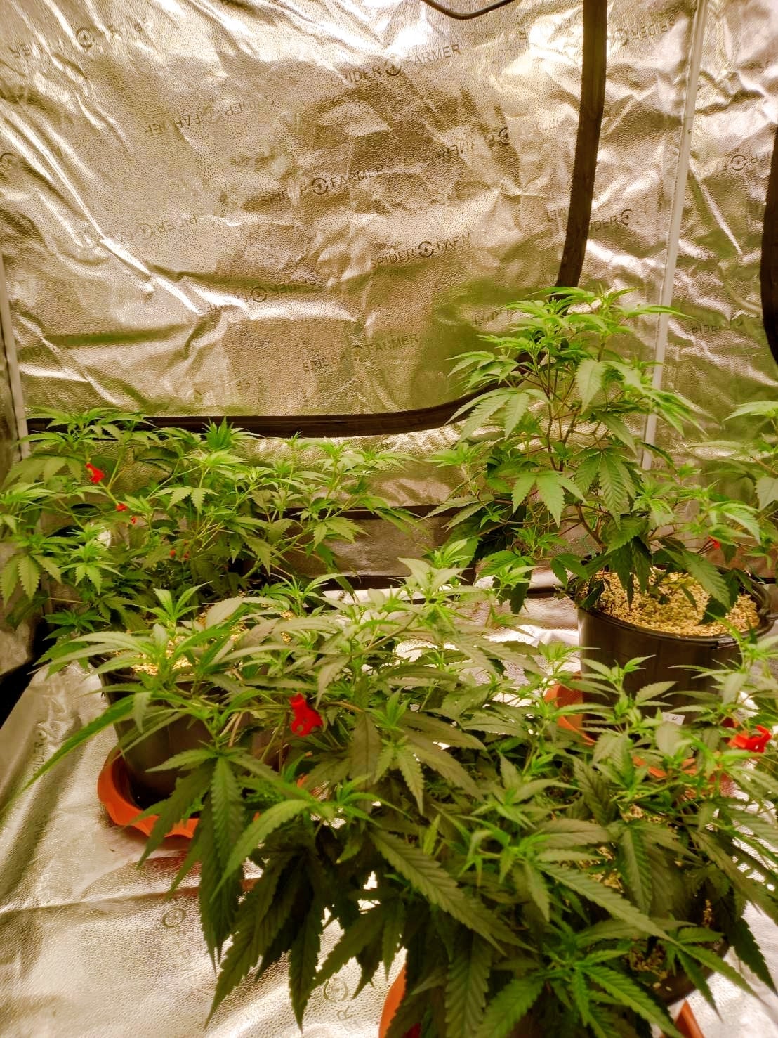 Jungle Garden Cannabis Dispensary Bailan