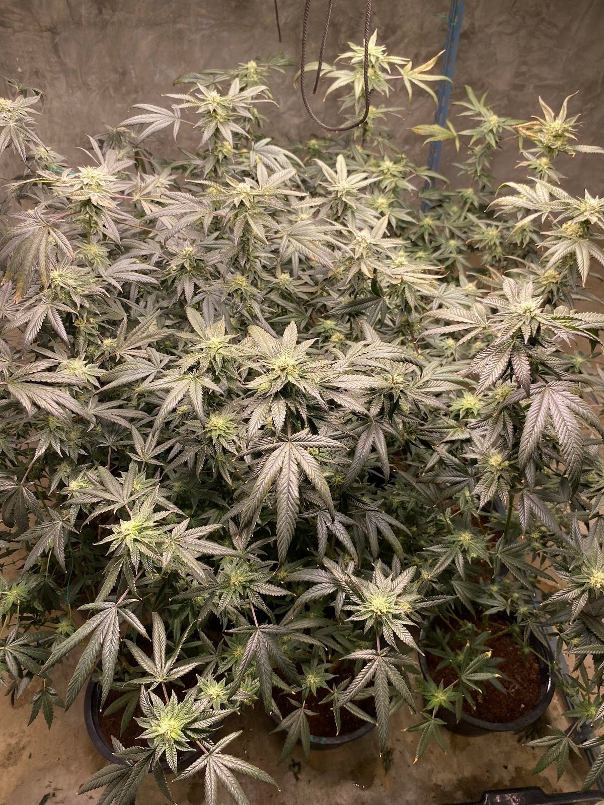 Cannabis Home