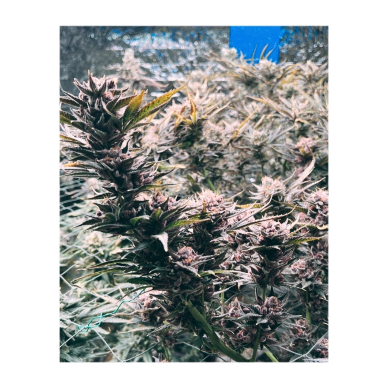 Swed
