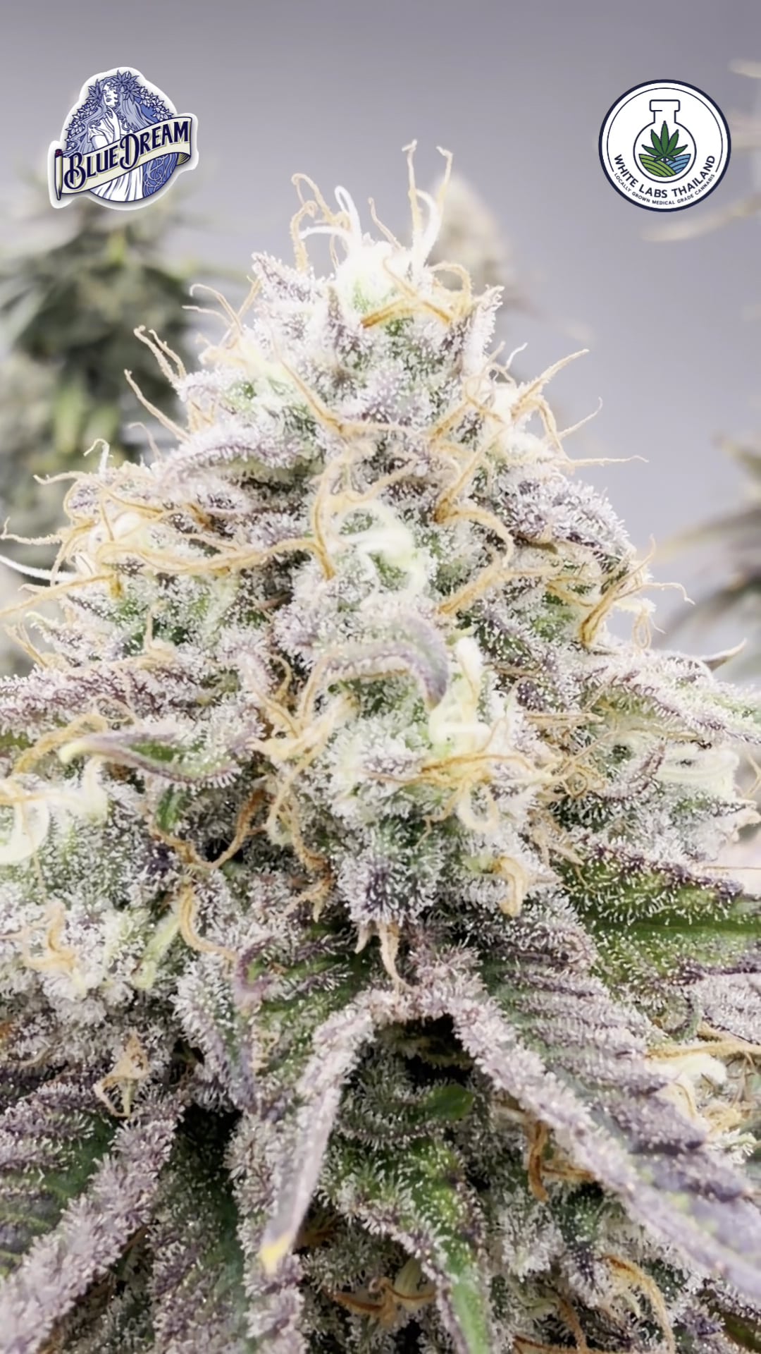 White Labs Cannabis Sriracha Chonburi Indoor Farm Direct
