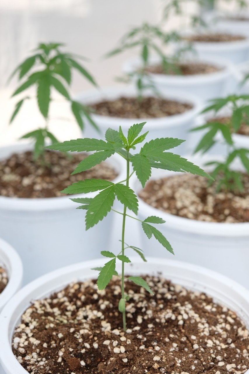 Cannabizway Valley
