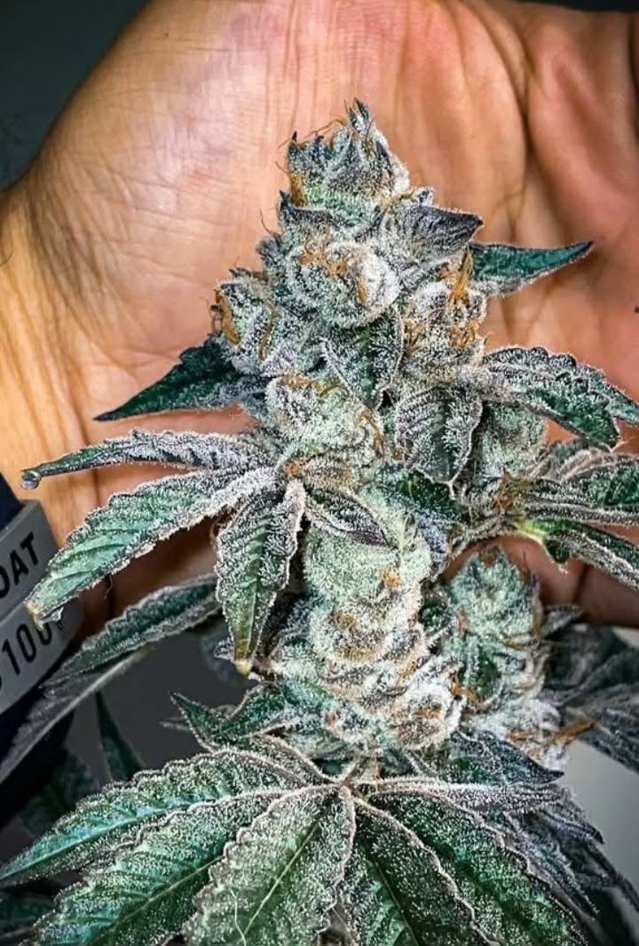 King Cannabis Jomtien